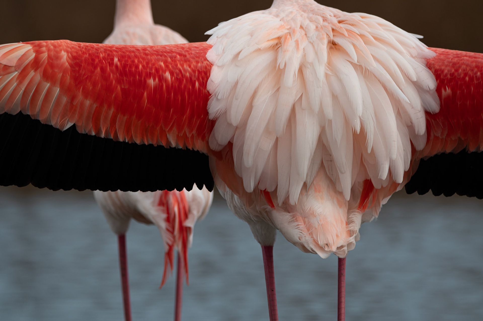 Pink Parade 2, Camargue 2025