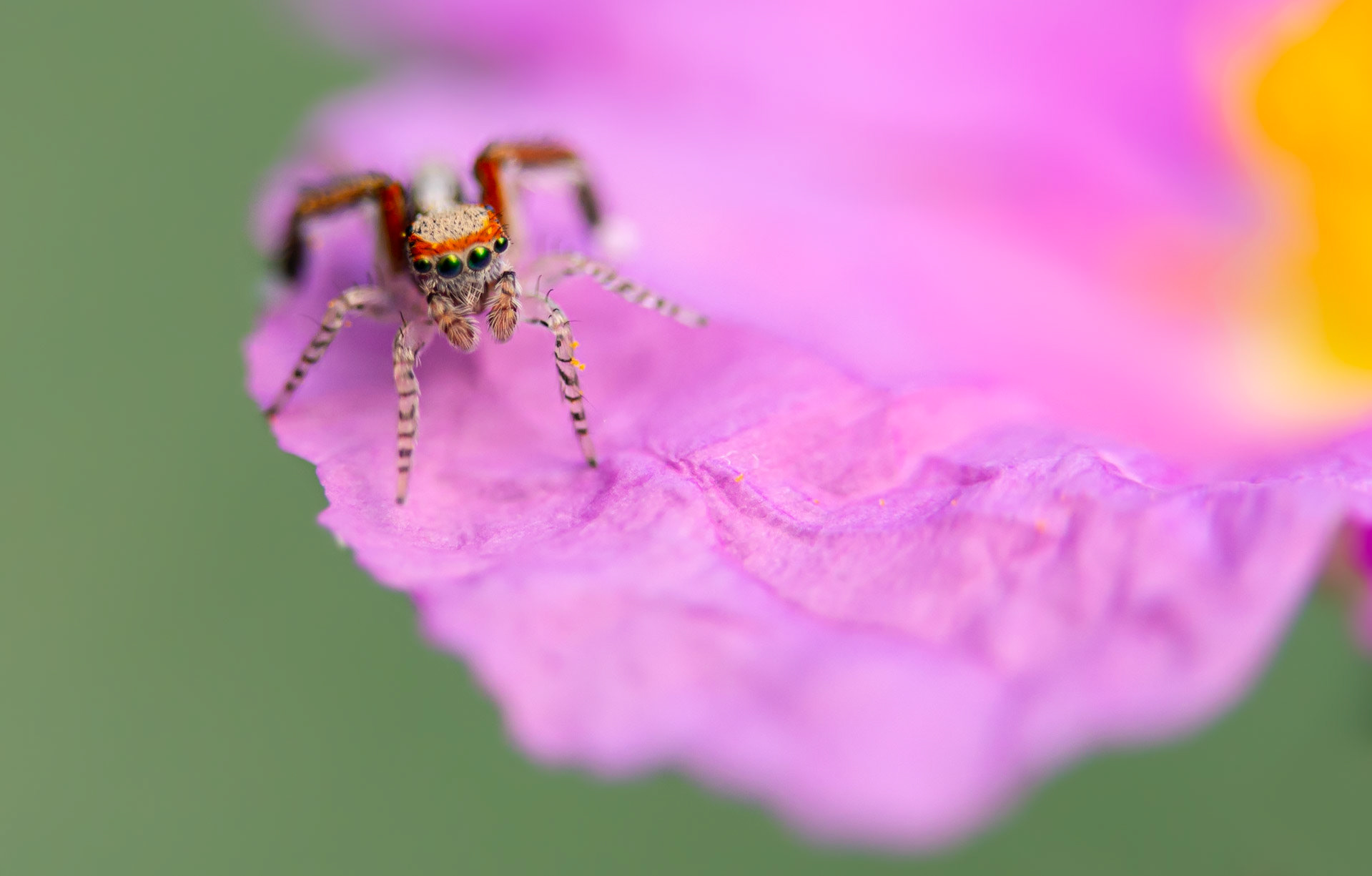 Saltique 2, Prades le Lez 2022