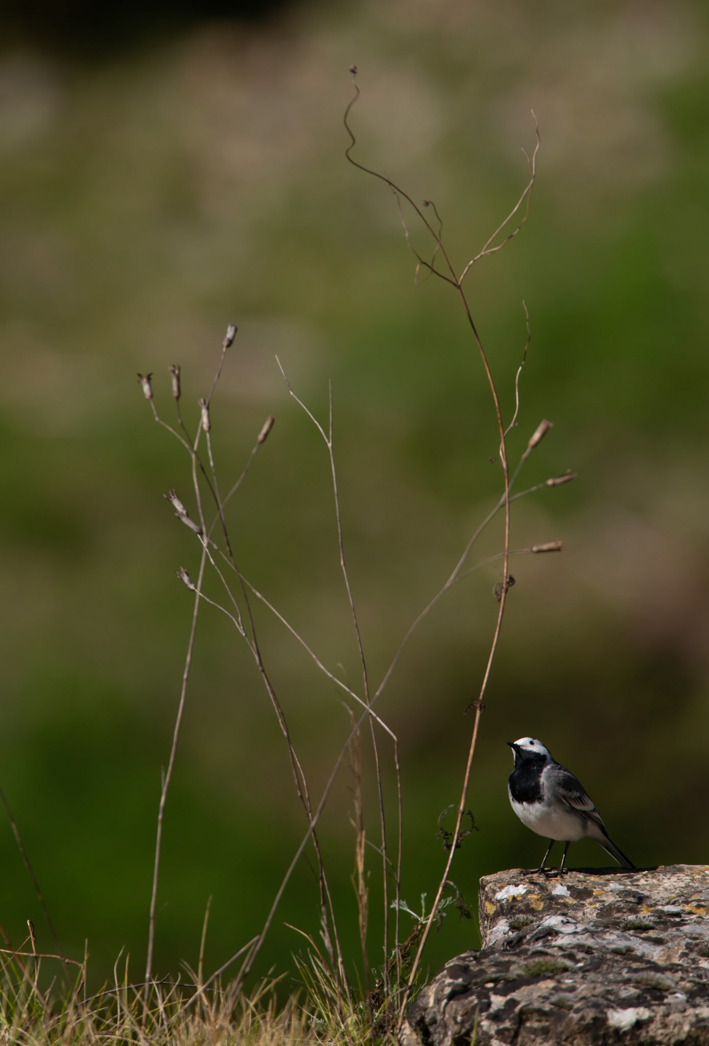 Observer, Gorges du Tarn 2022