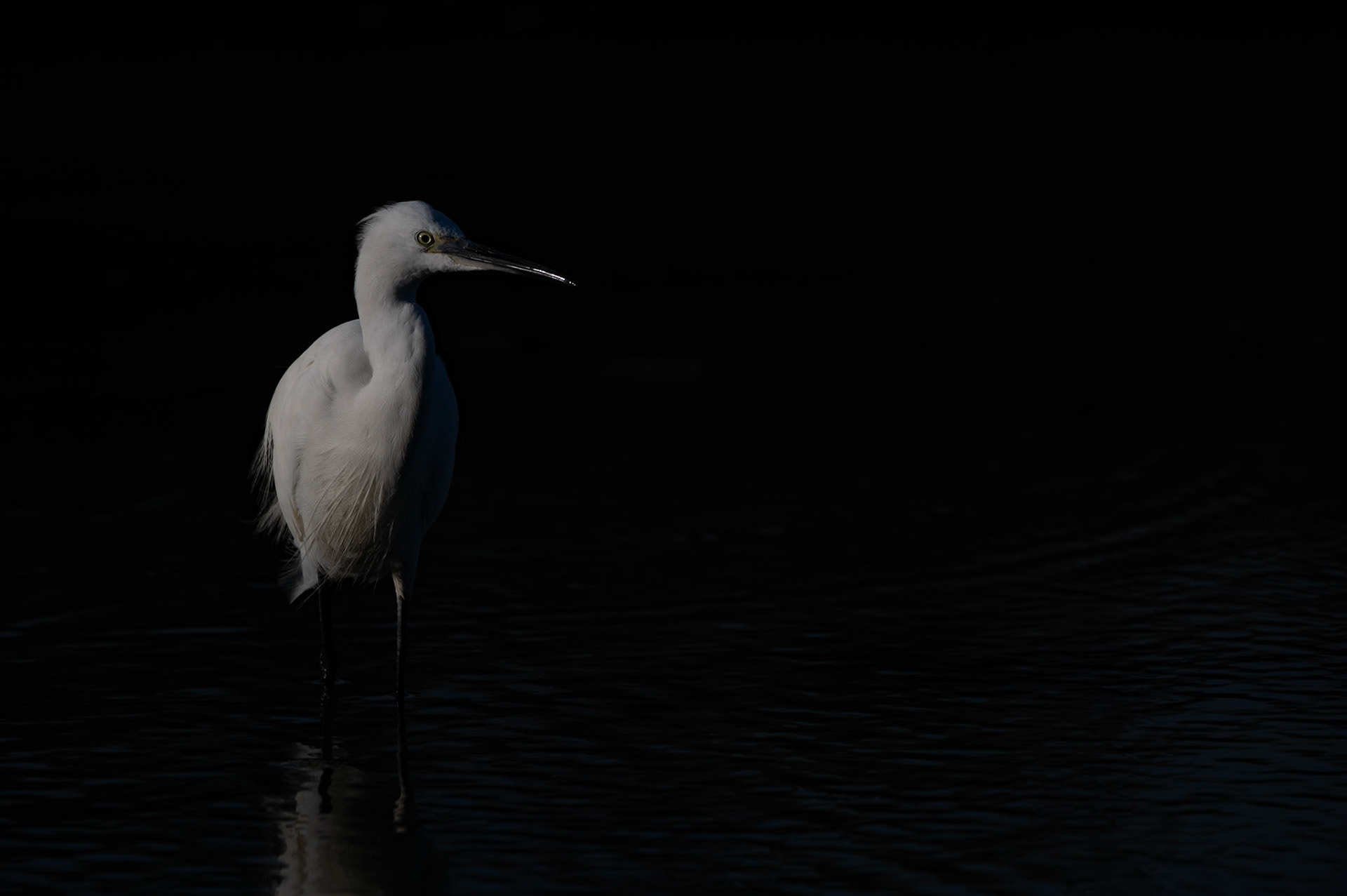 Noir et blanche, Camargue 2023