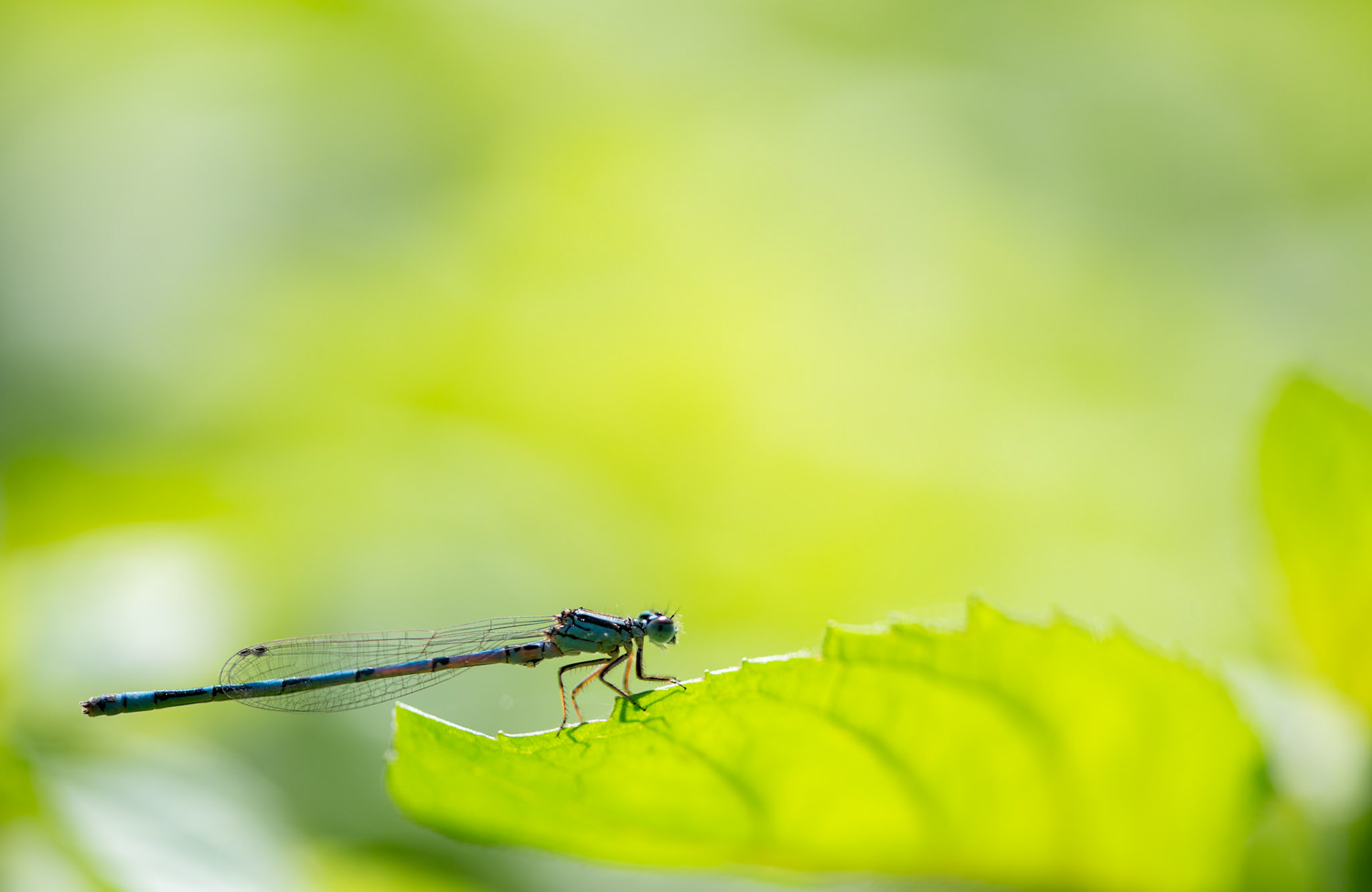 Agrion ♀, Prades le Lez 2025