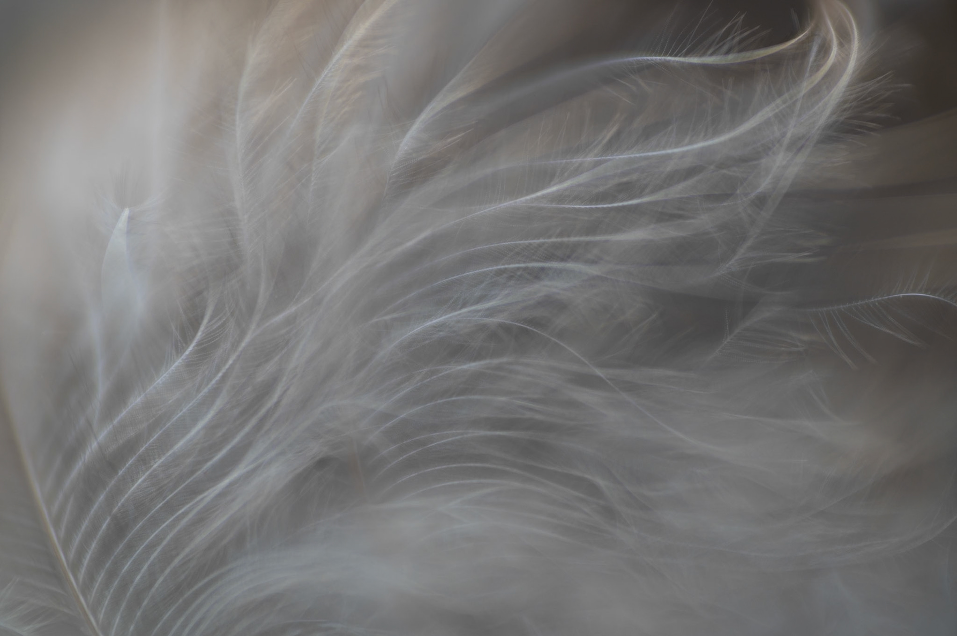 Plume intimité #1, Prades le Lez 2025