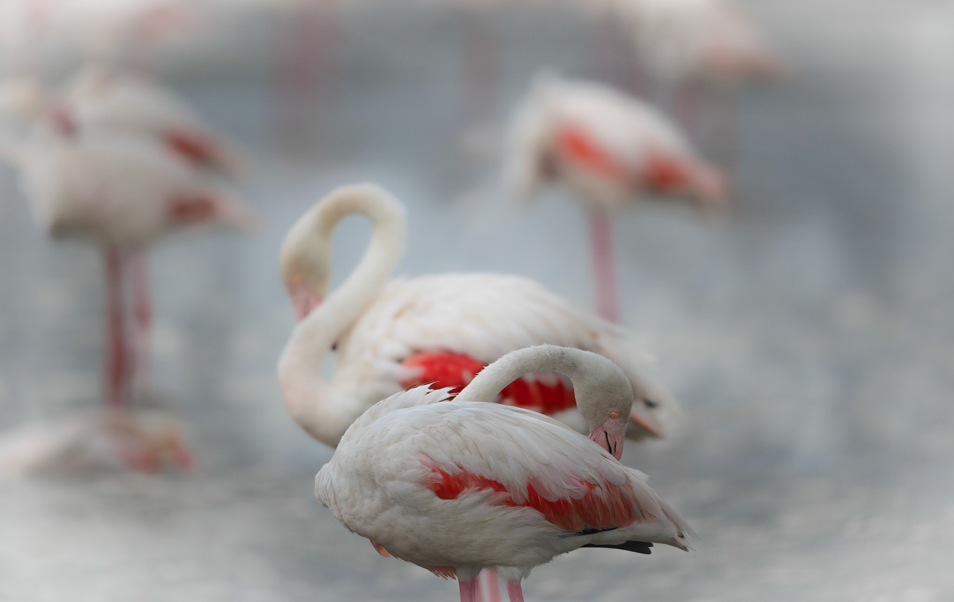 Multitude, Camargue 2023