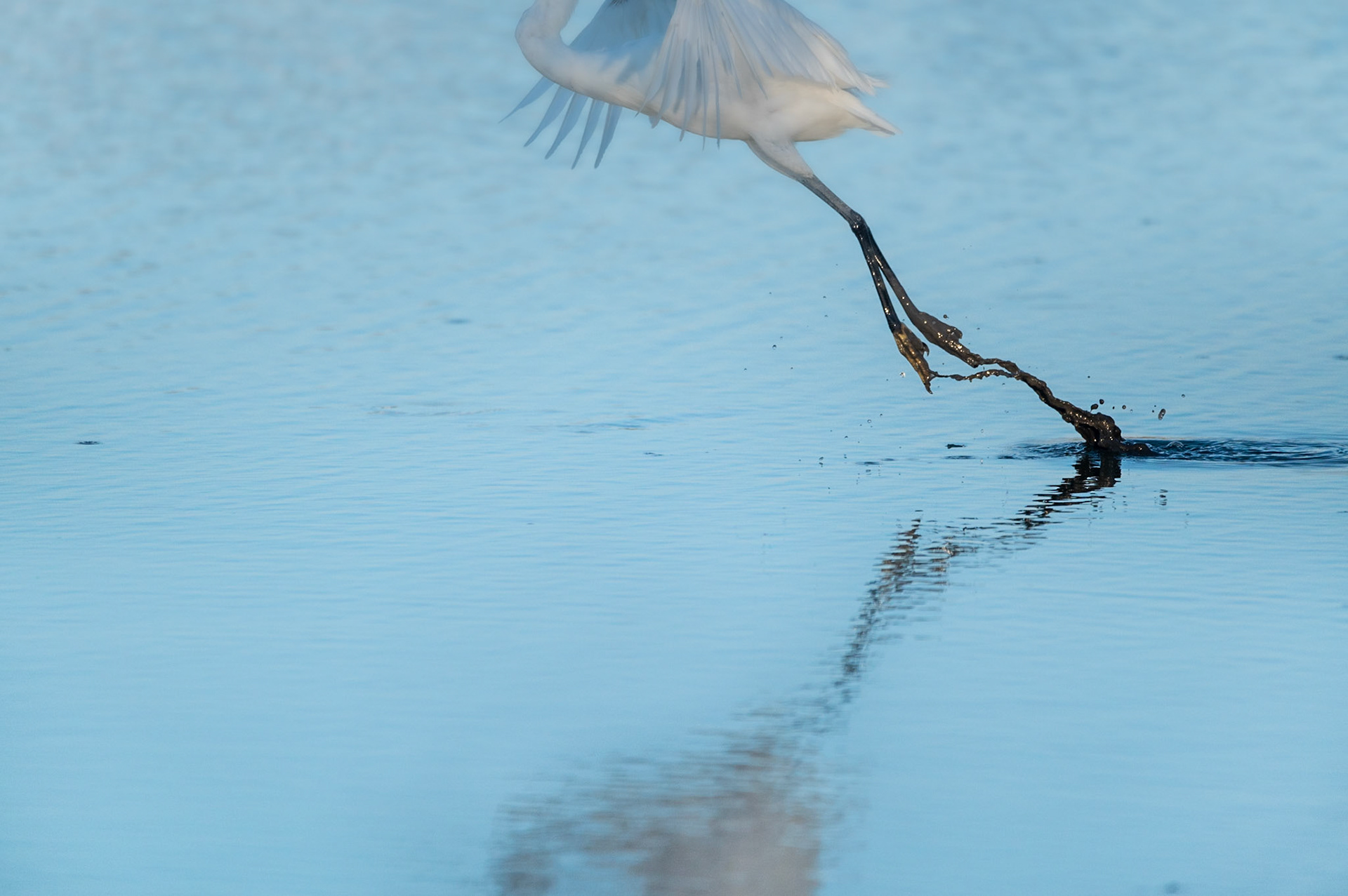 Envol, Camargue 2023