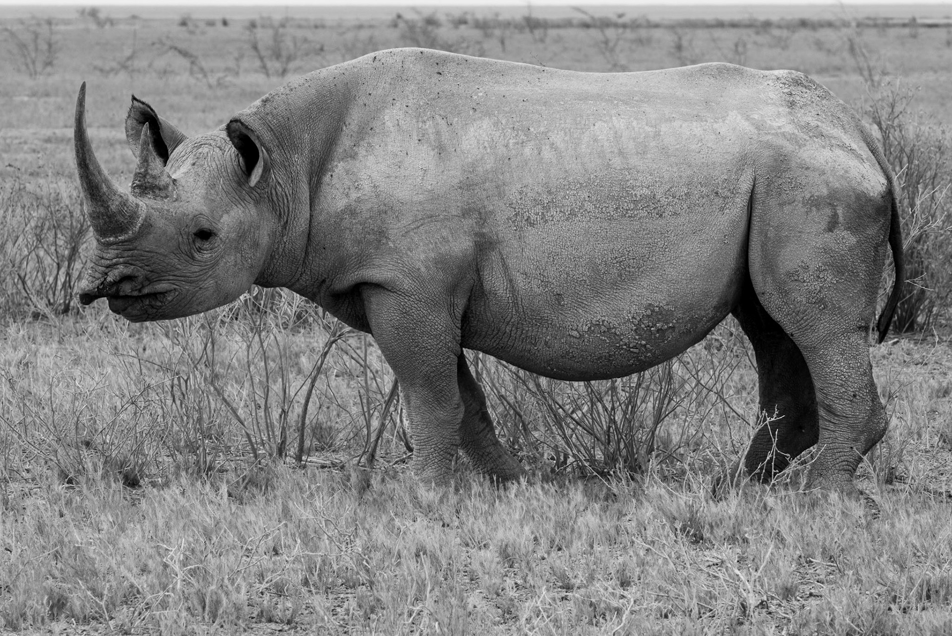 The Black One #5, Namibia 2019
