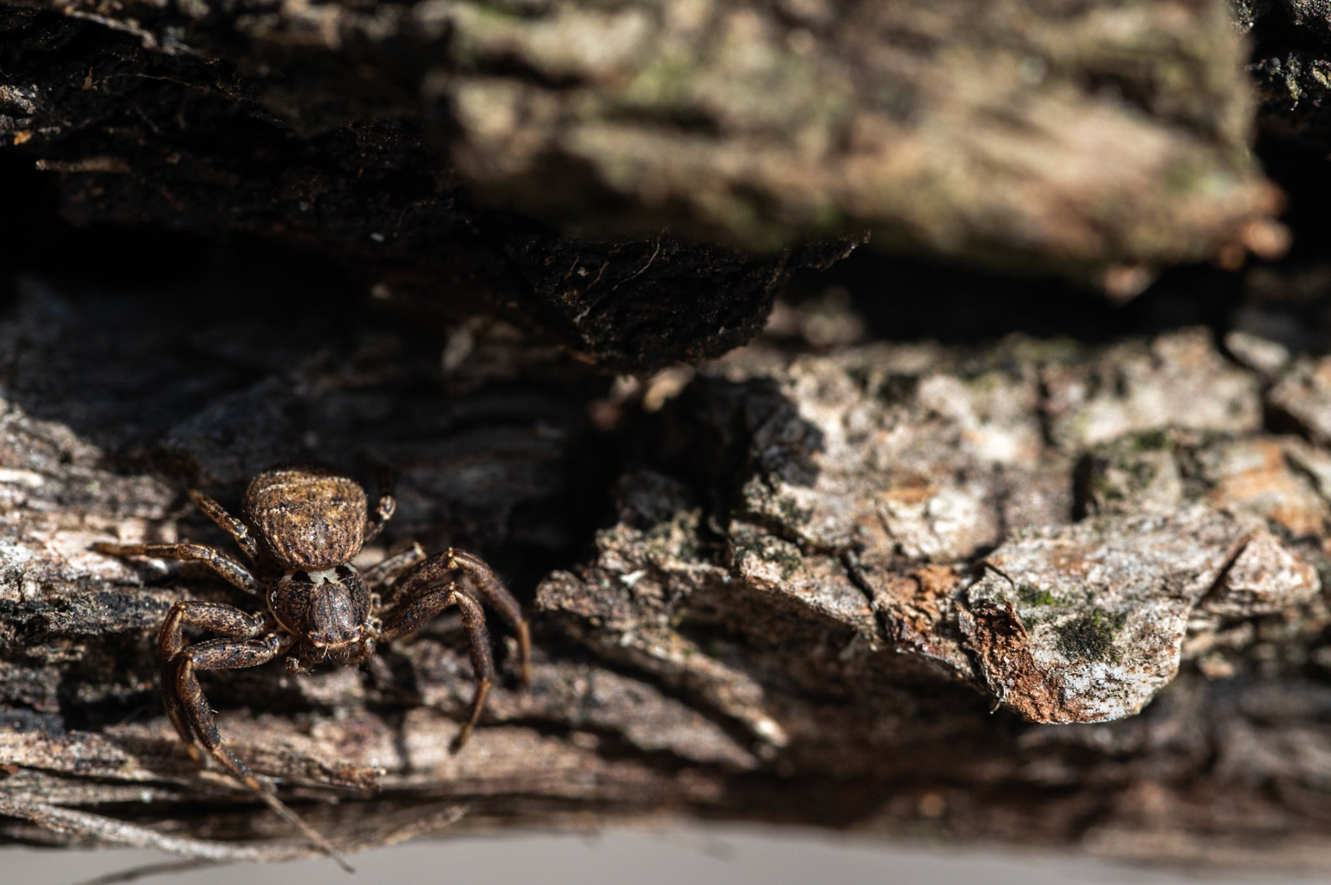 Xysticus, Prades le Lez 2024