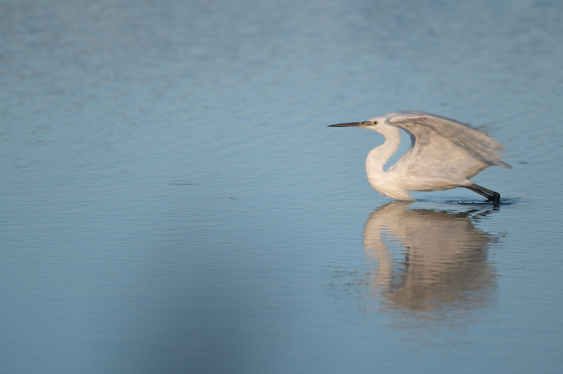 Ailes déployées, Camargue 2023