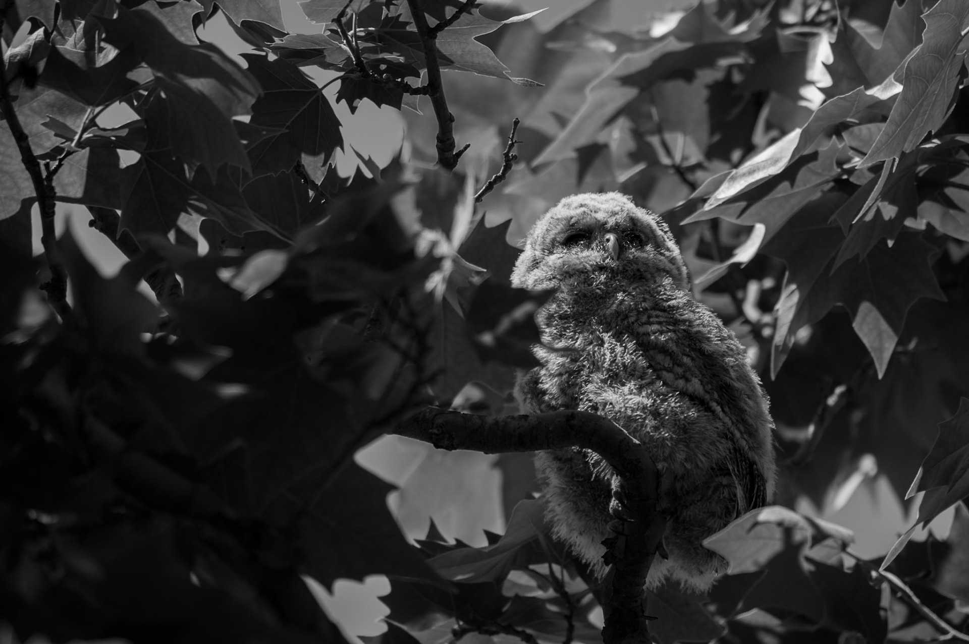 Fledge #7, Montpellier 2025
