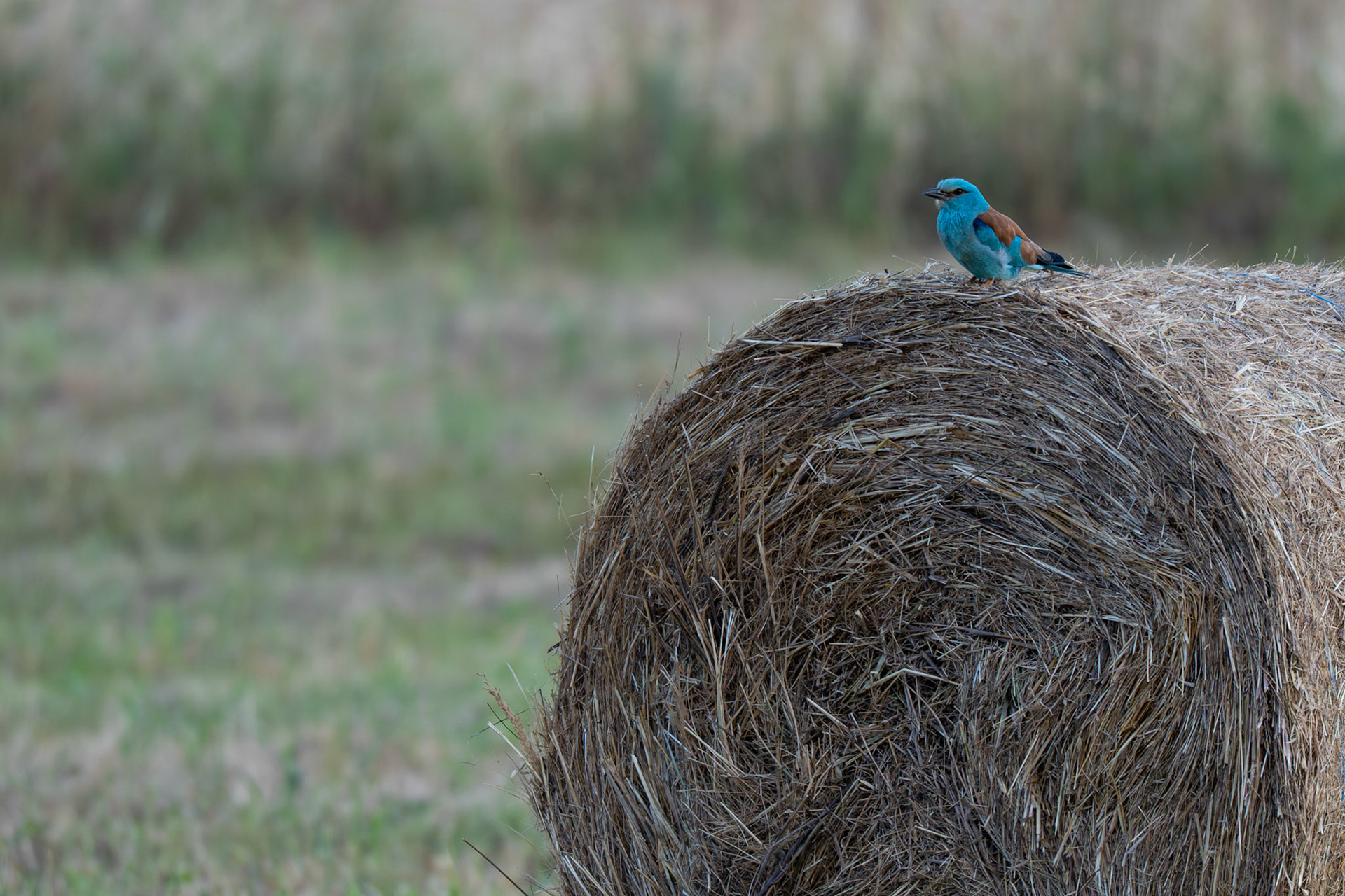 Sur la paille, Prades le Lez 2025
