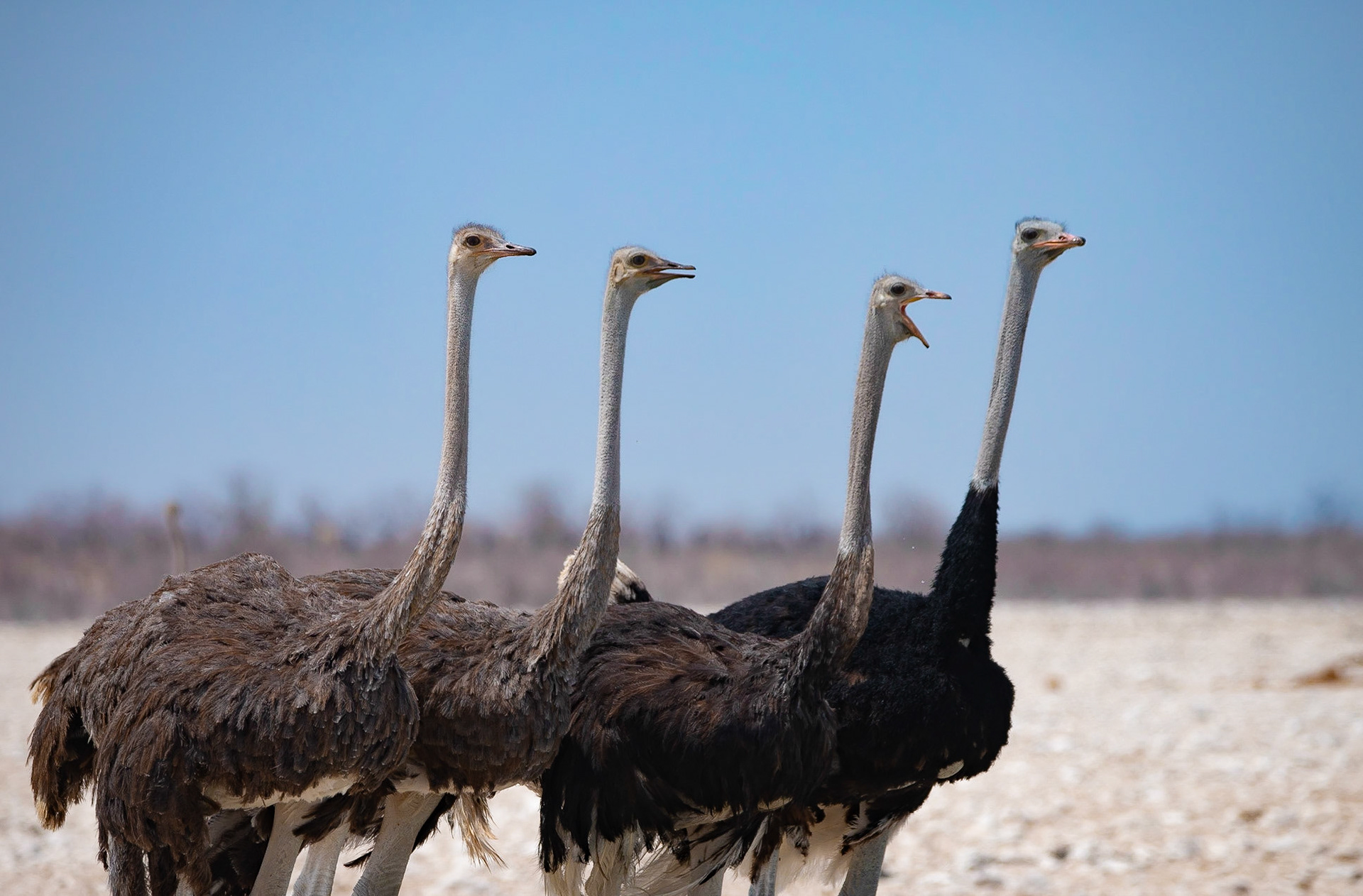 Les choristes, Namibia 2019