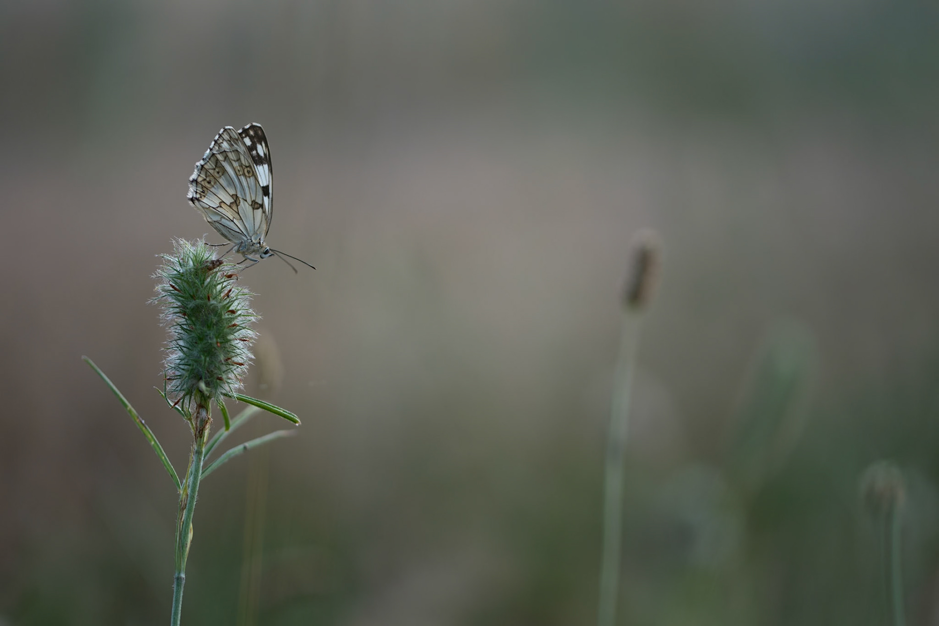 Demi-deuil, Prades le Lez 2025