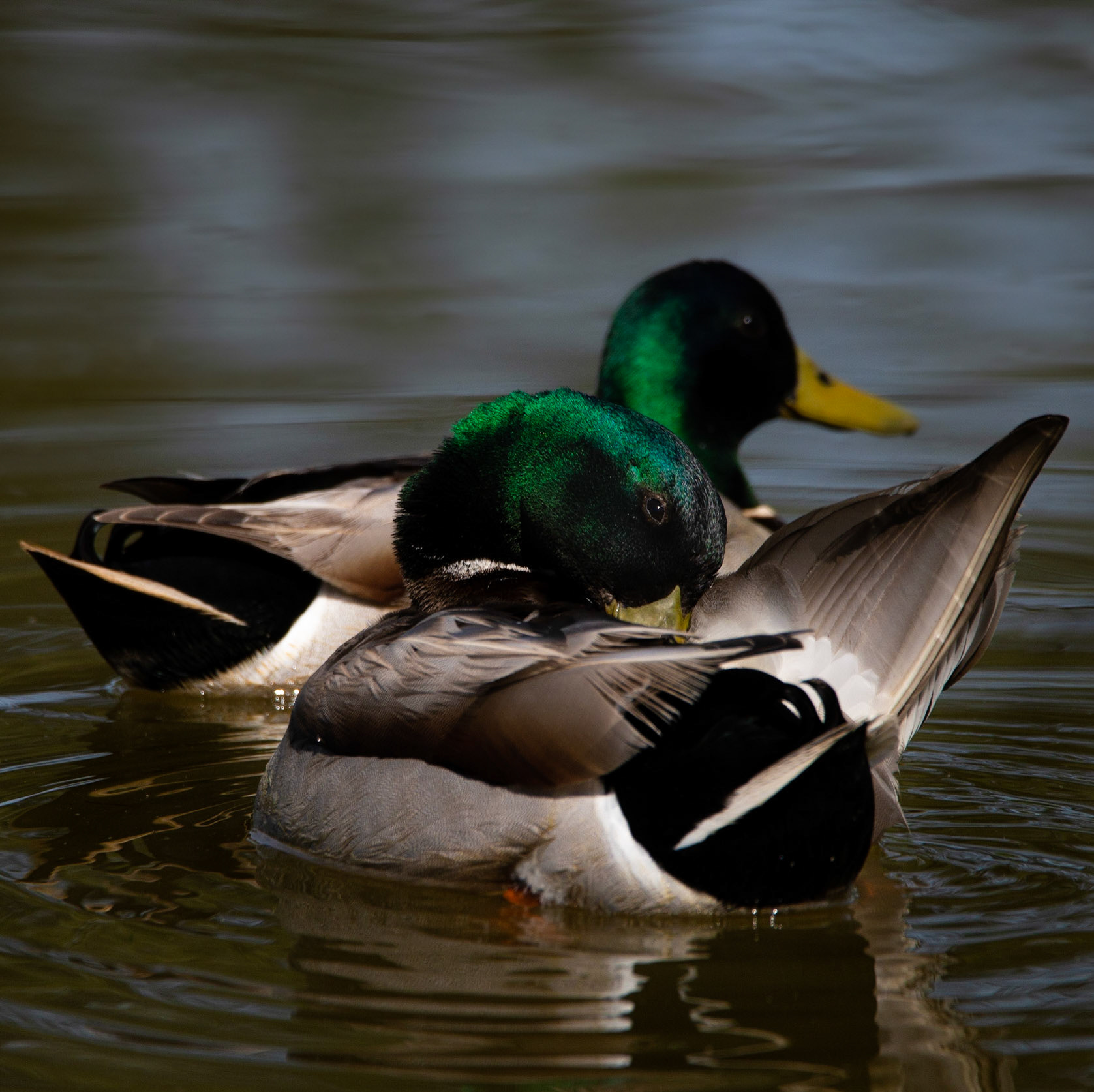 Vert métallisé, Le teich 2022