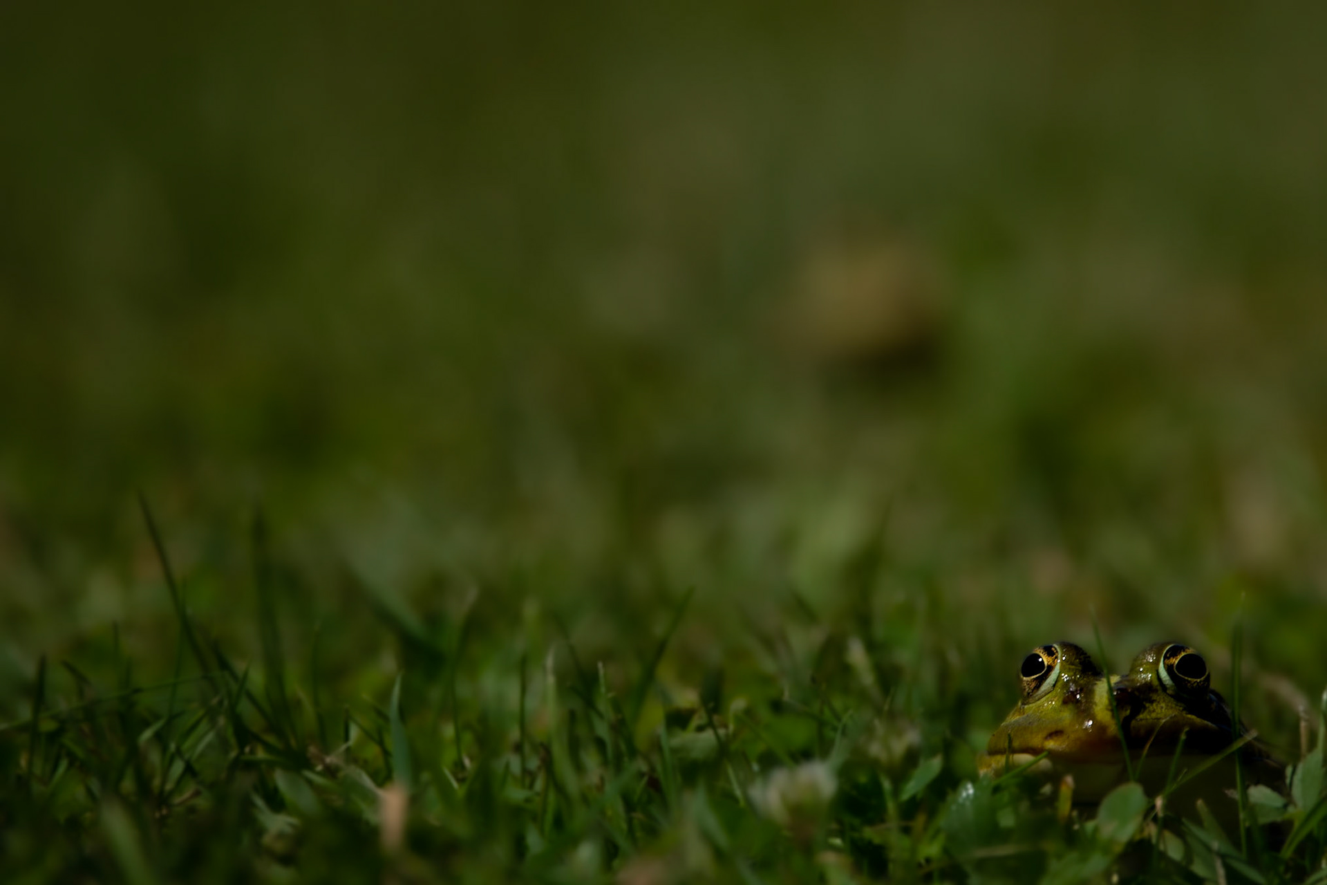 Grass is watching you 1, Coutières 2022