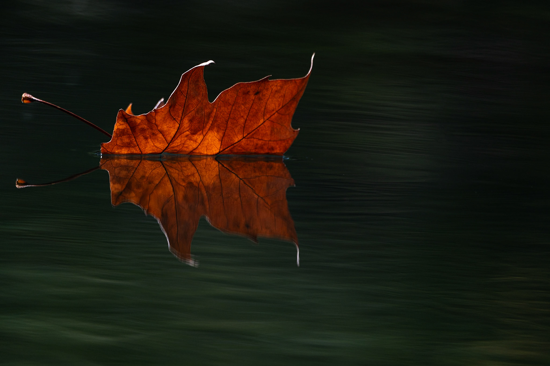 Automne 4, Prades le Lez 2024