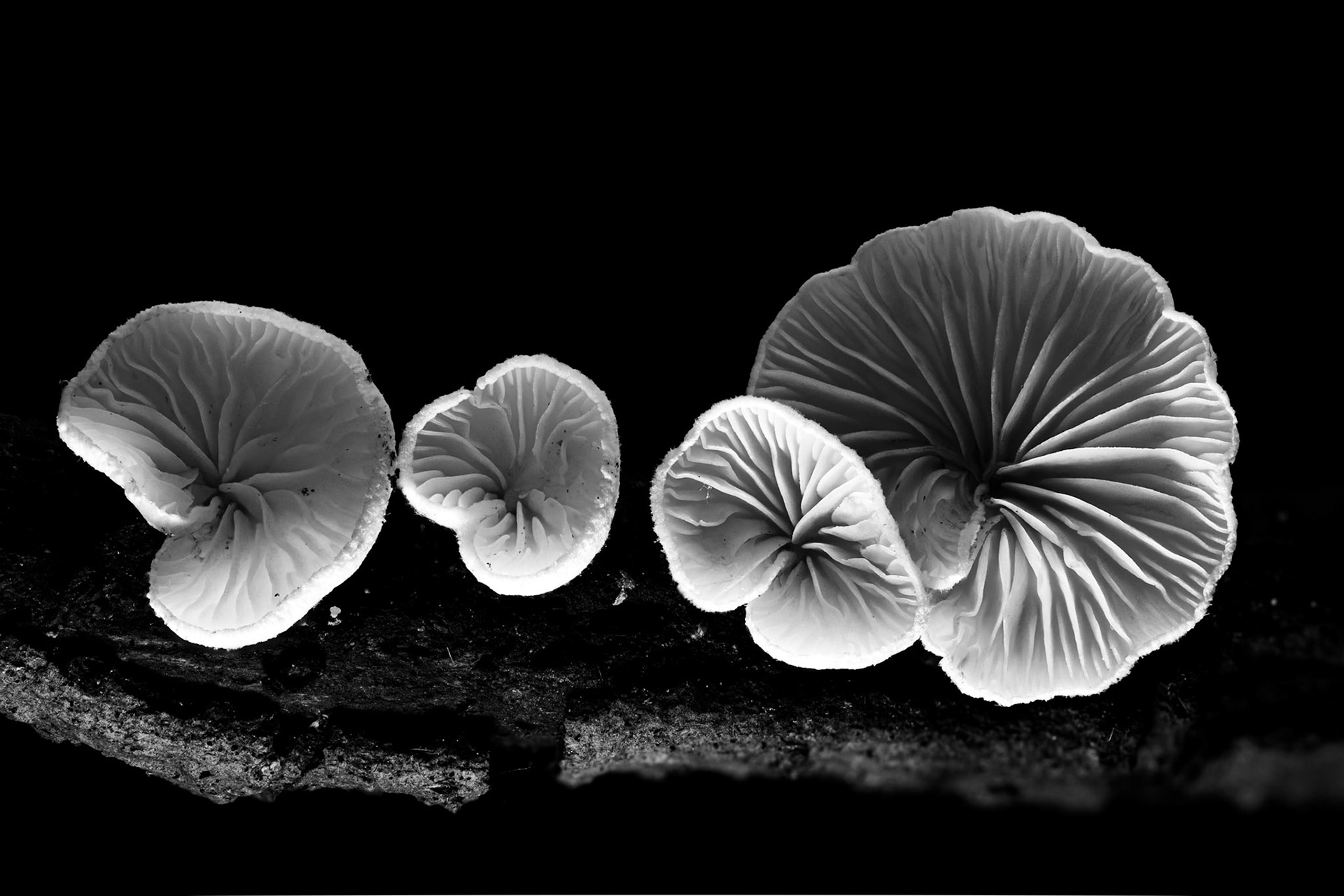 Quatuor BW, Prades le Lez 2025