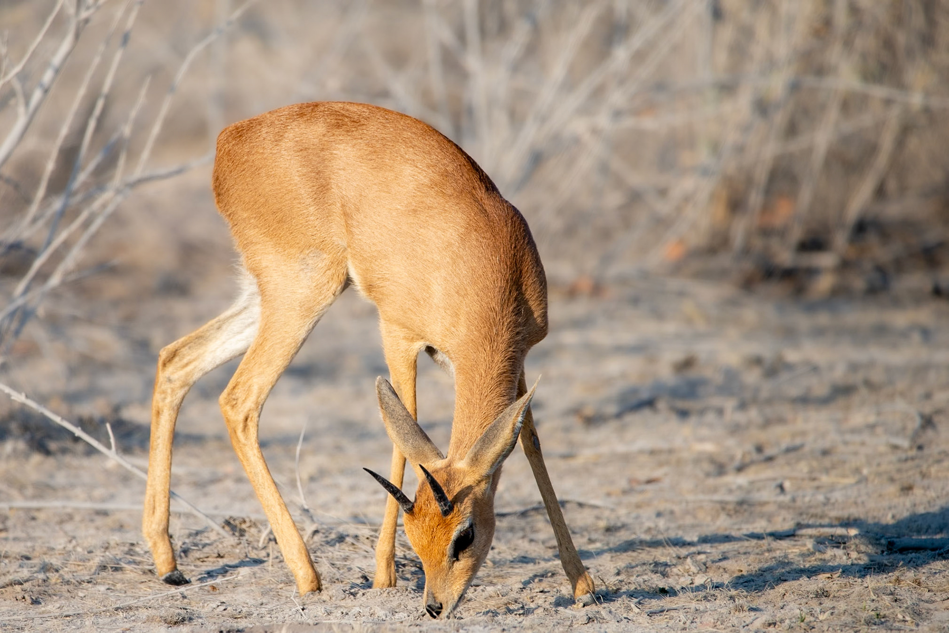 Steenbok, Namibia 2019