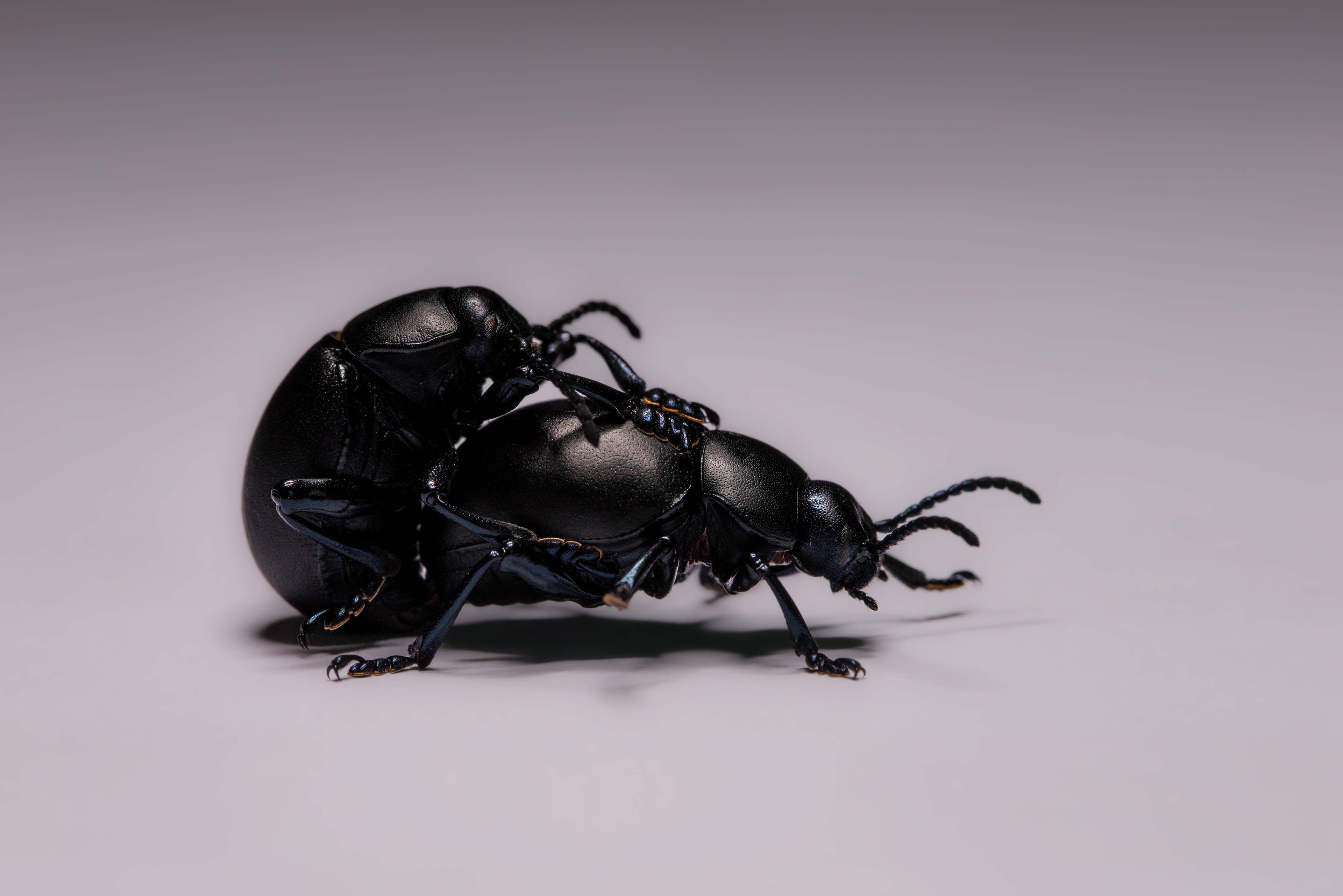 Mating, Montpellier 2020