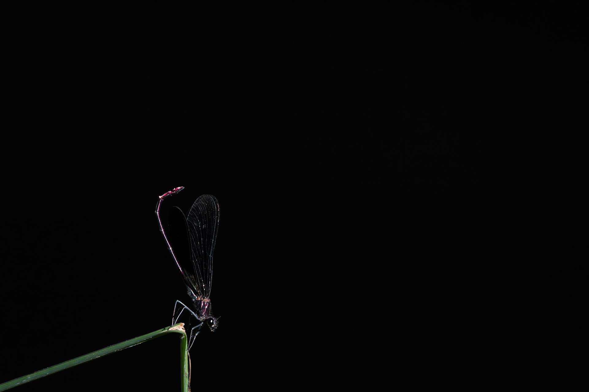 Black purple and green, Prades le Lez 2023