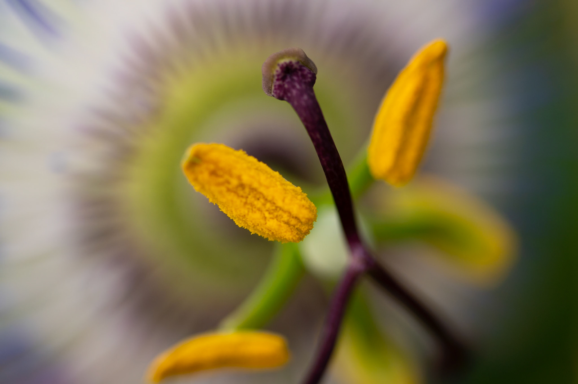 Passiflore, Prades le Lez 2024