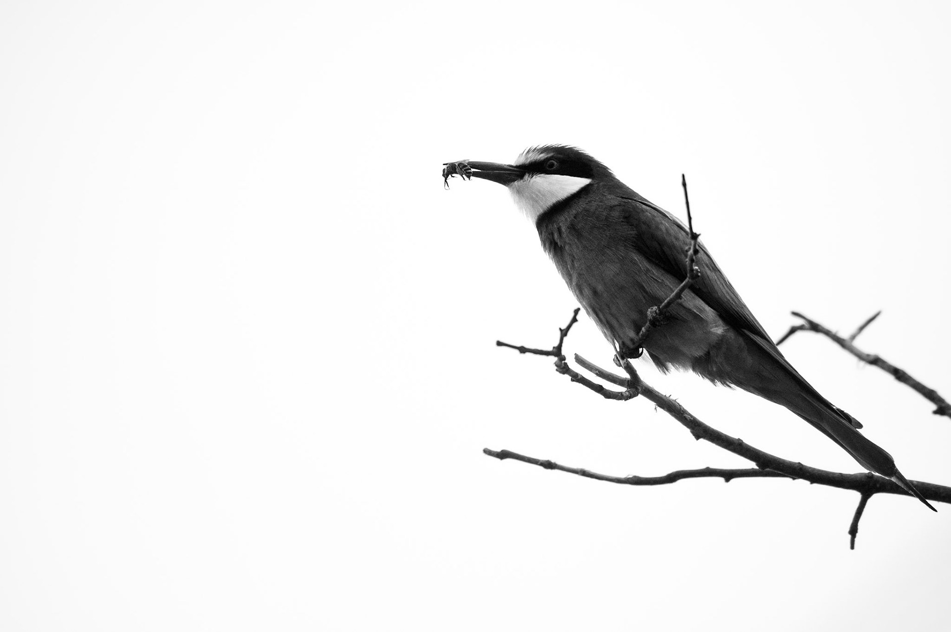 Bee eater, Castelnau le Lez 2023