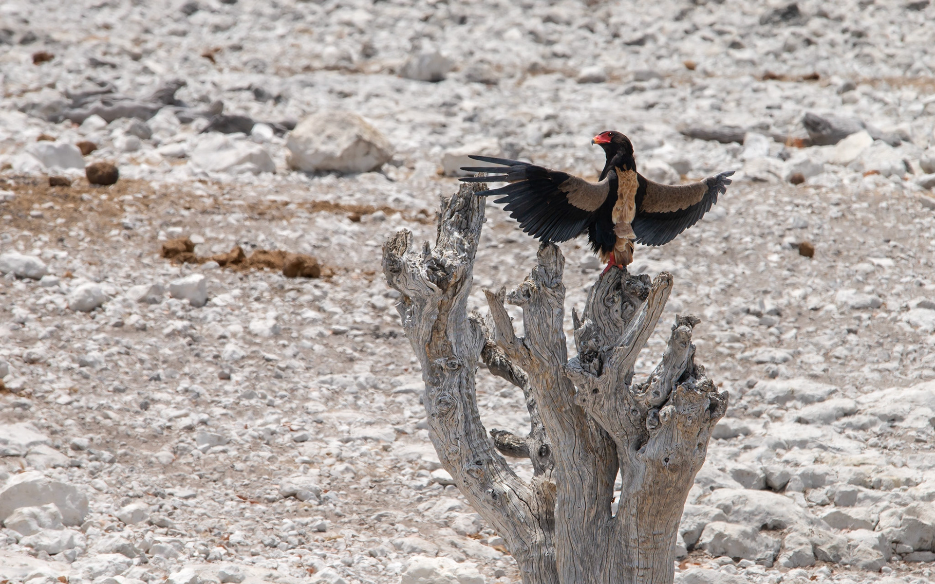 Bateleur, Namibia 2019