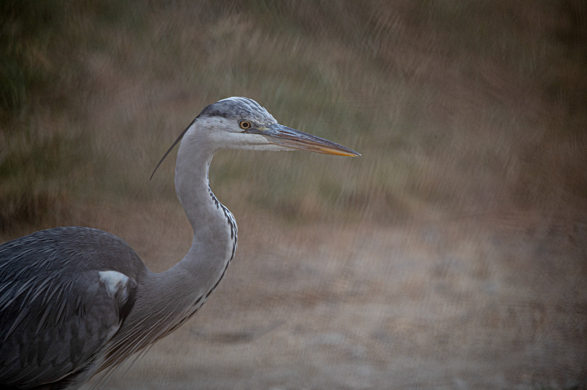 Texture, Camargue 2025