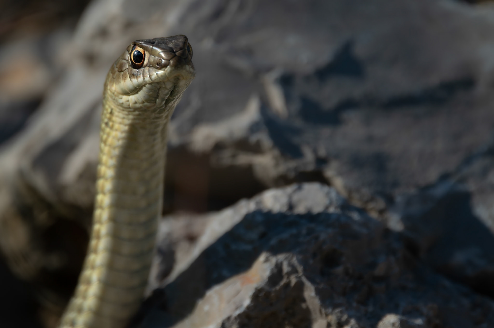 Cobra style, Prades le Lez 2025