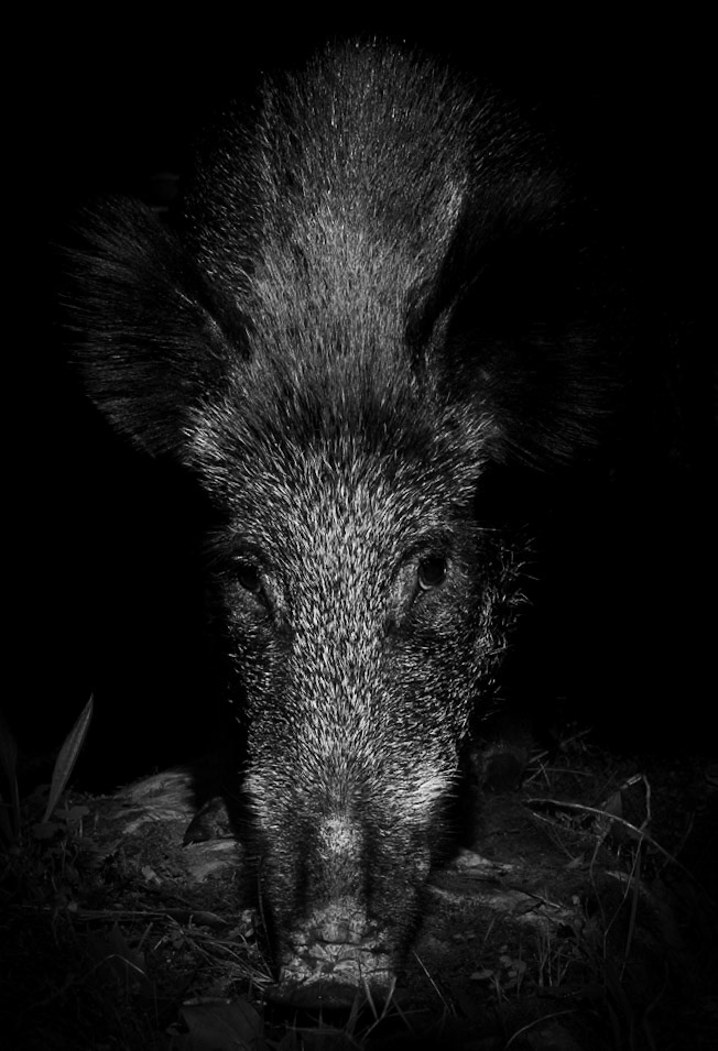 The Beast BW, Prades le Lez 2023
