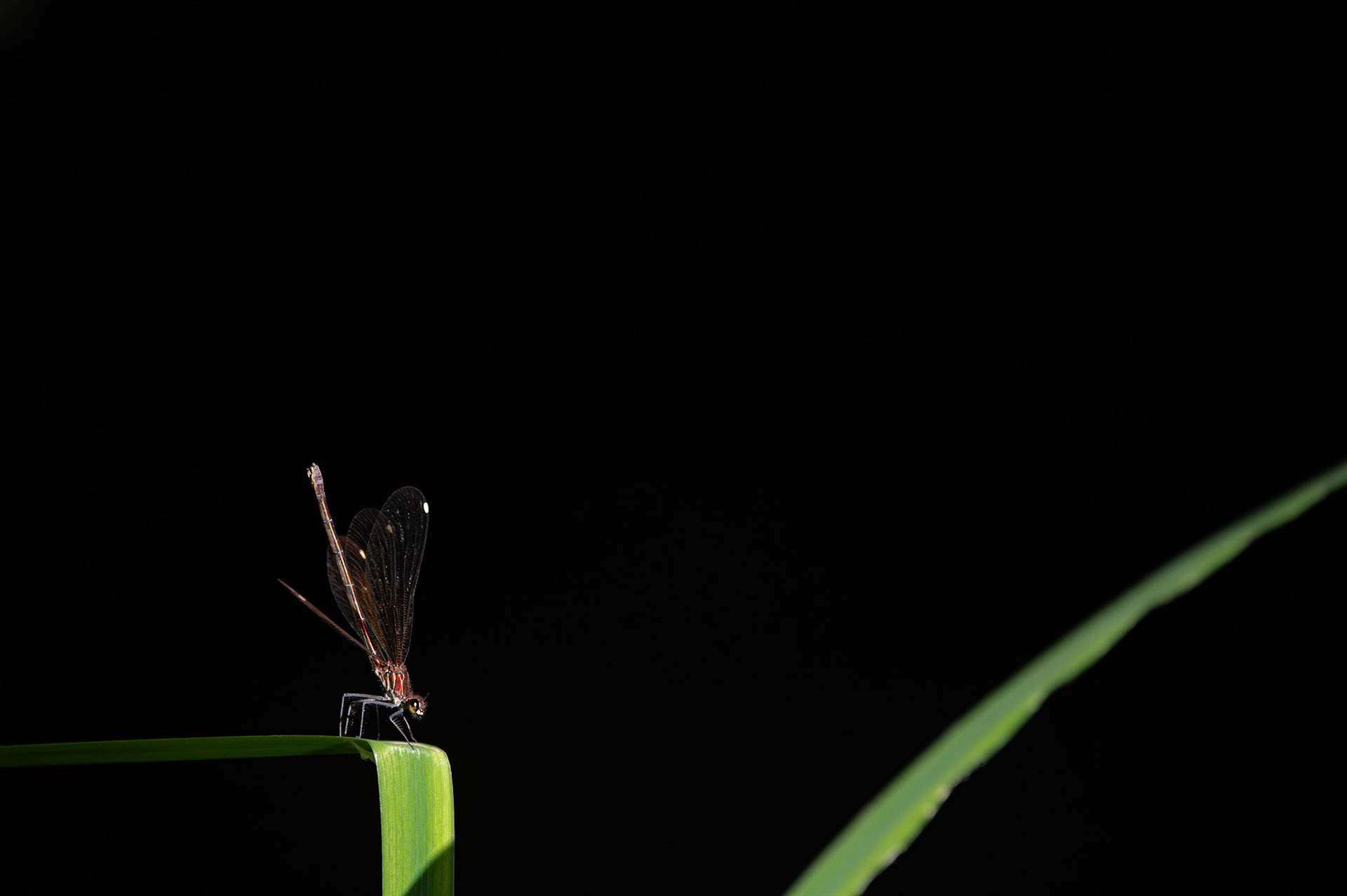Calopteryx haemorrhoidalis ♀, Prades le Lez 2023