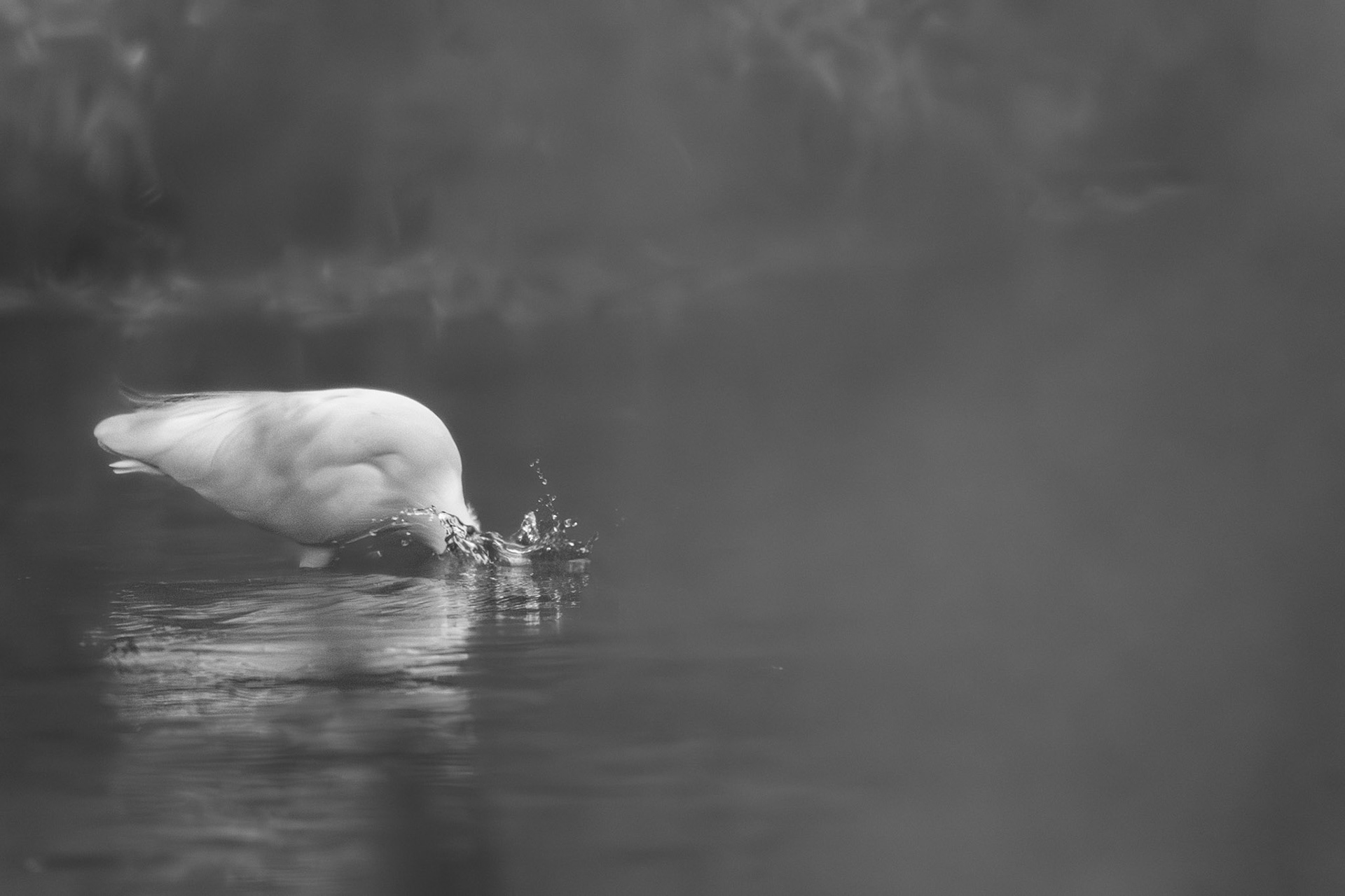 Plouf, Prades le Lez 2025