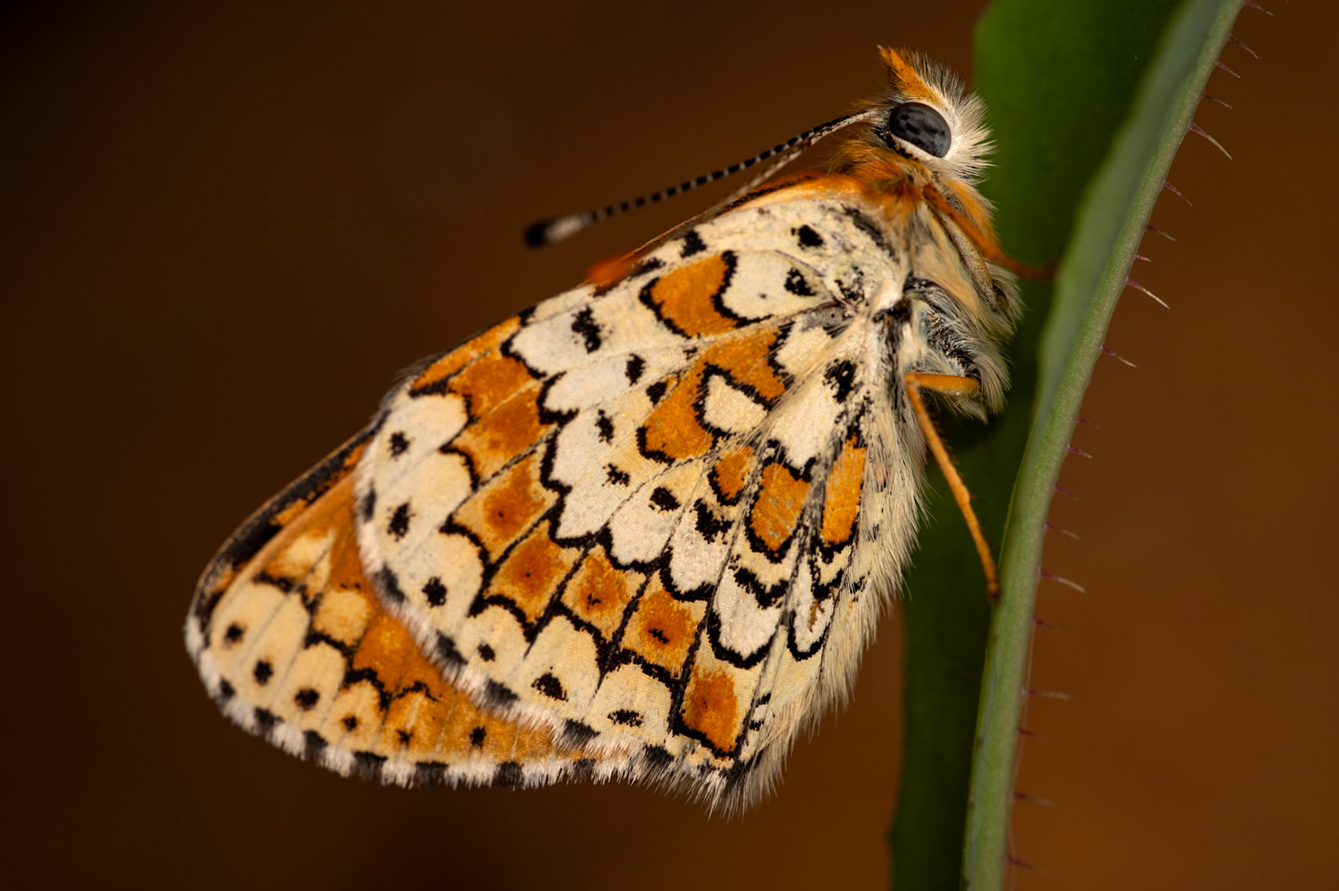 Mélitée, prades le Lez 2024