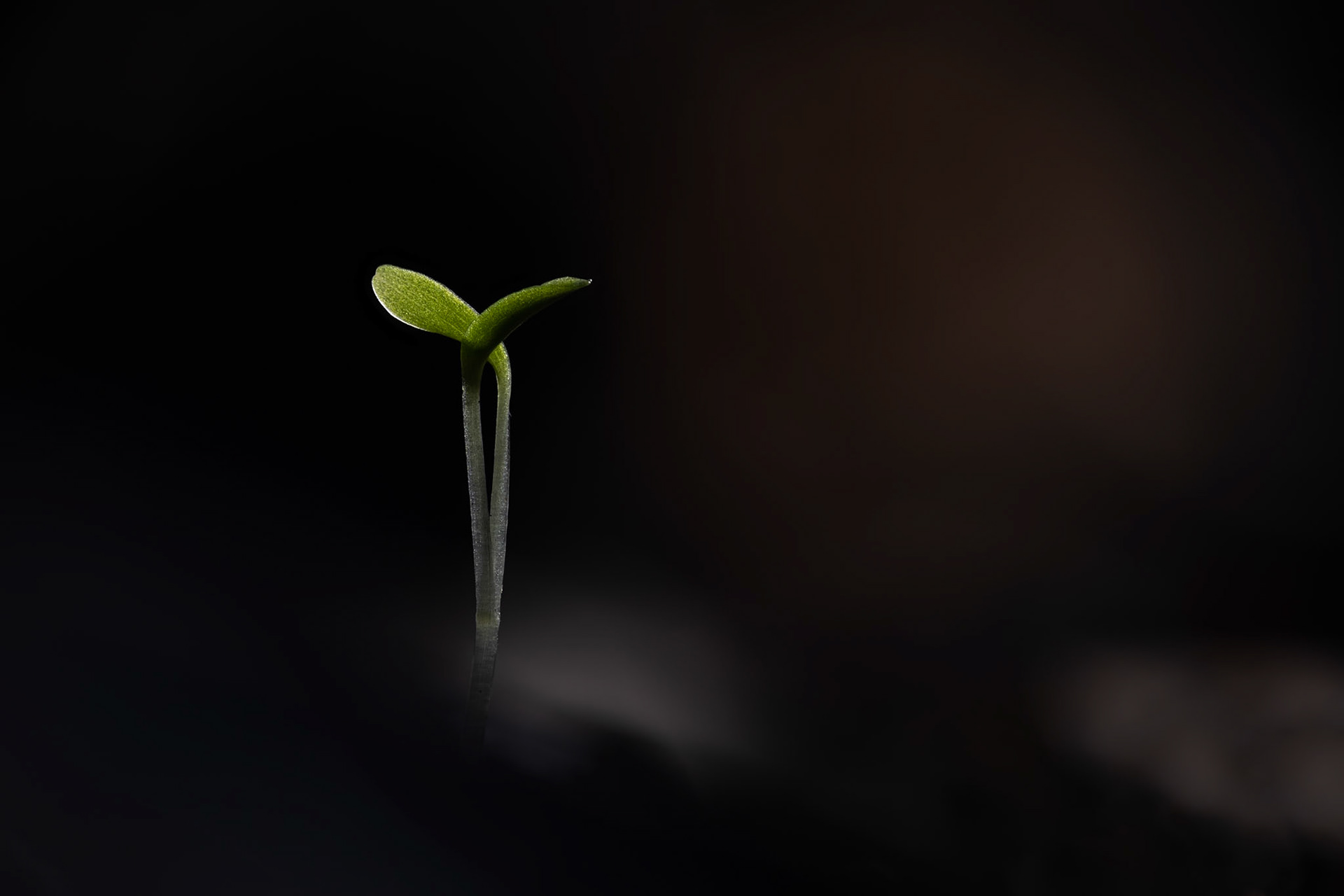 Germination #1, Prades le Lez 2025