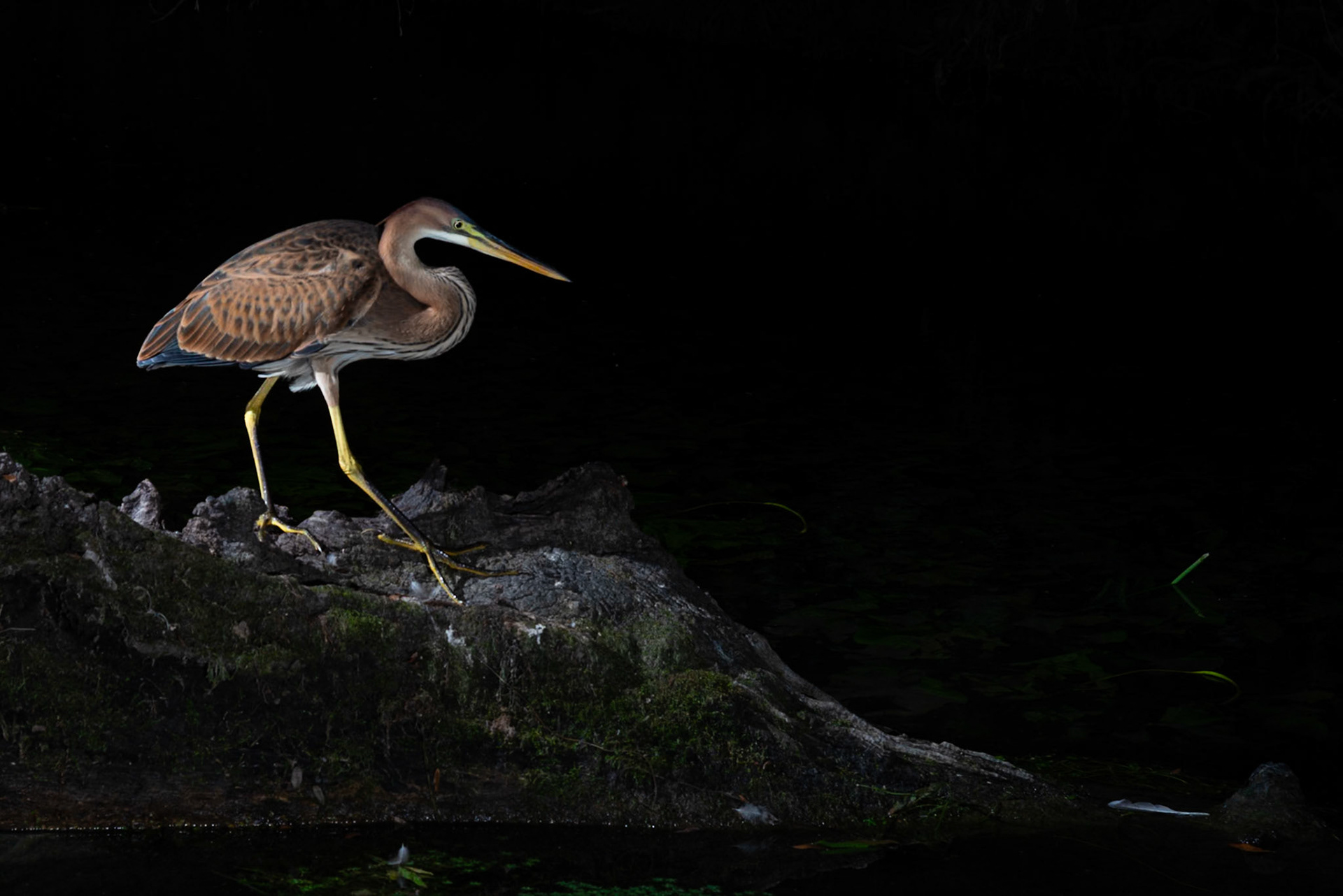Migrateur