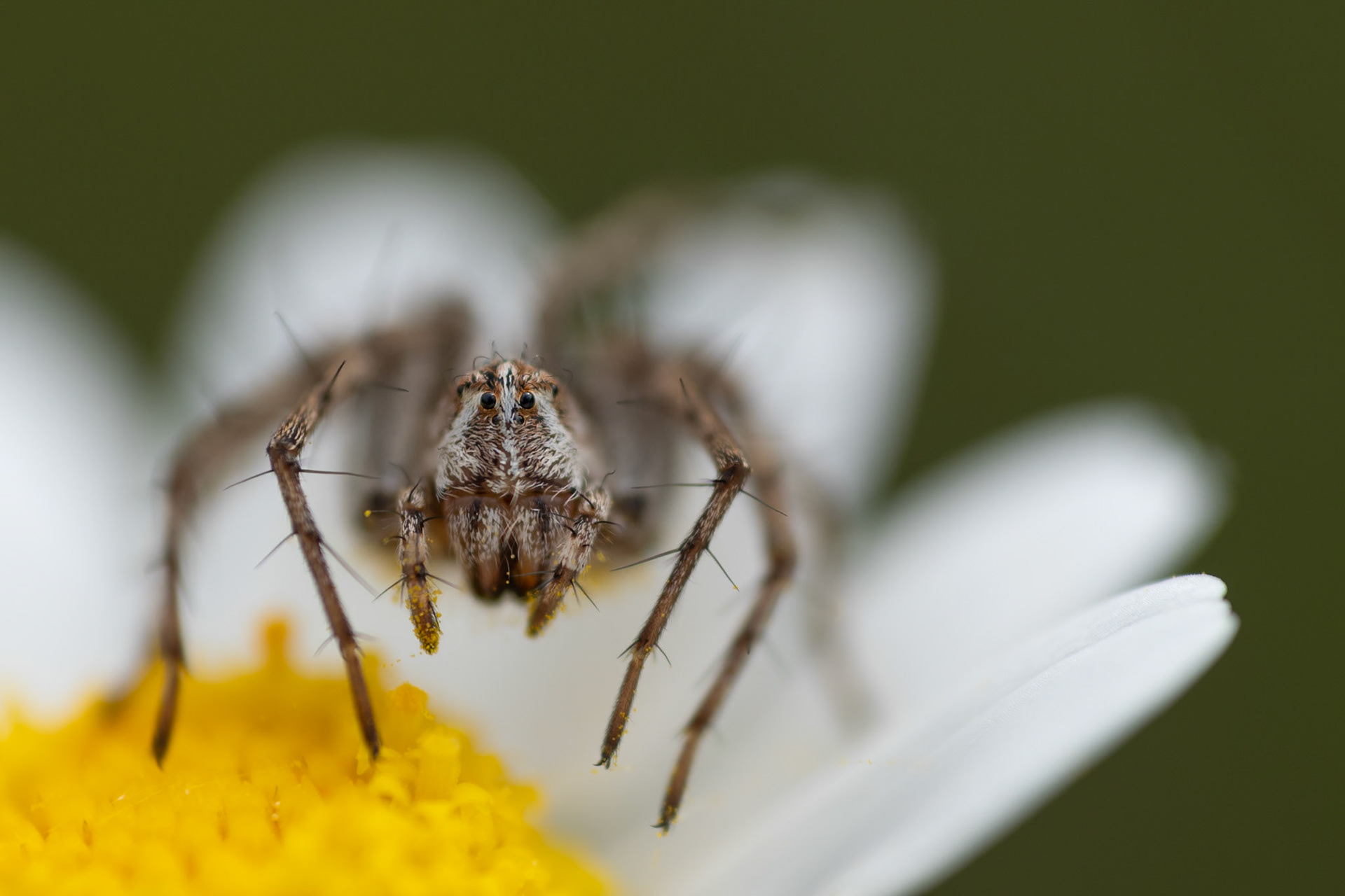 Marguerite, Prades le Lez 2025 