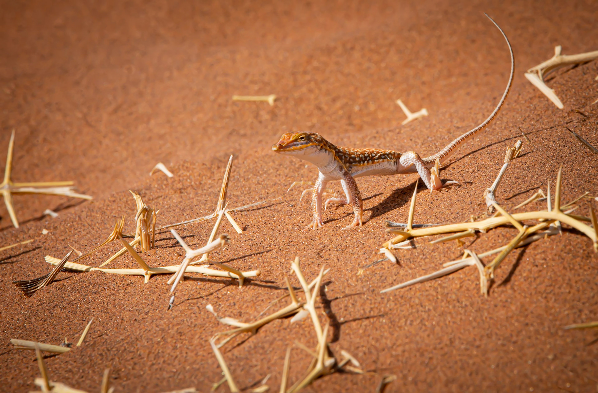 Aride, Namibia 2019
