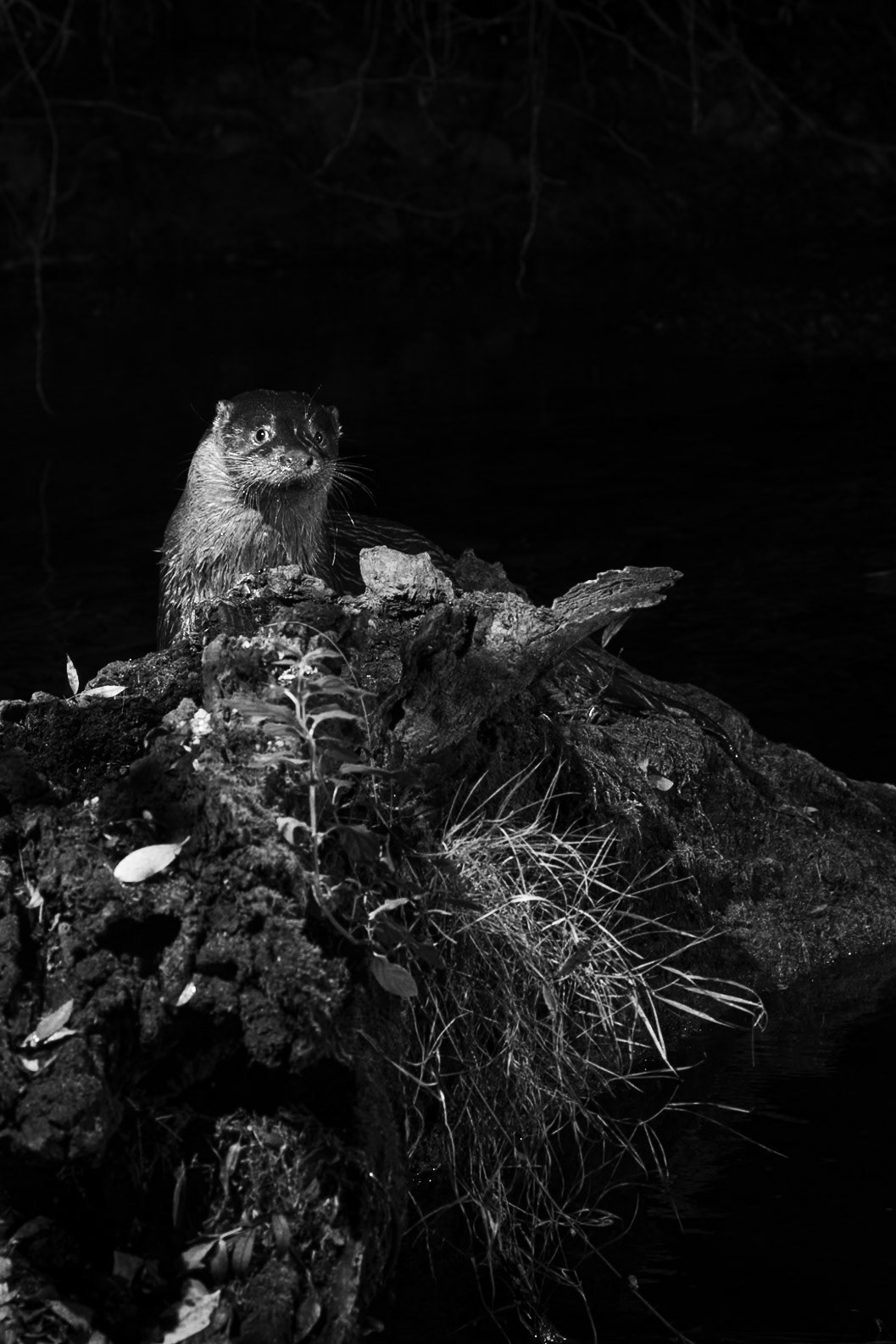 La pose loutre BW, Prades le Lez 2024