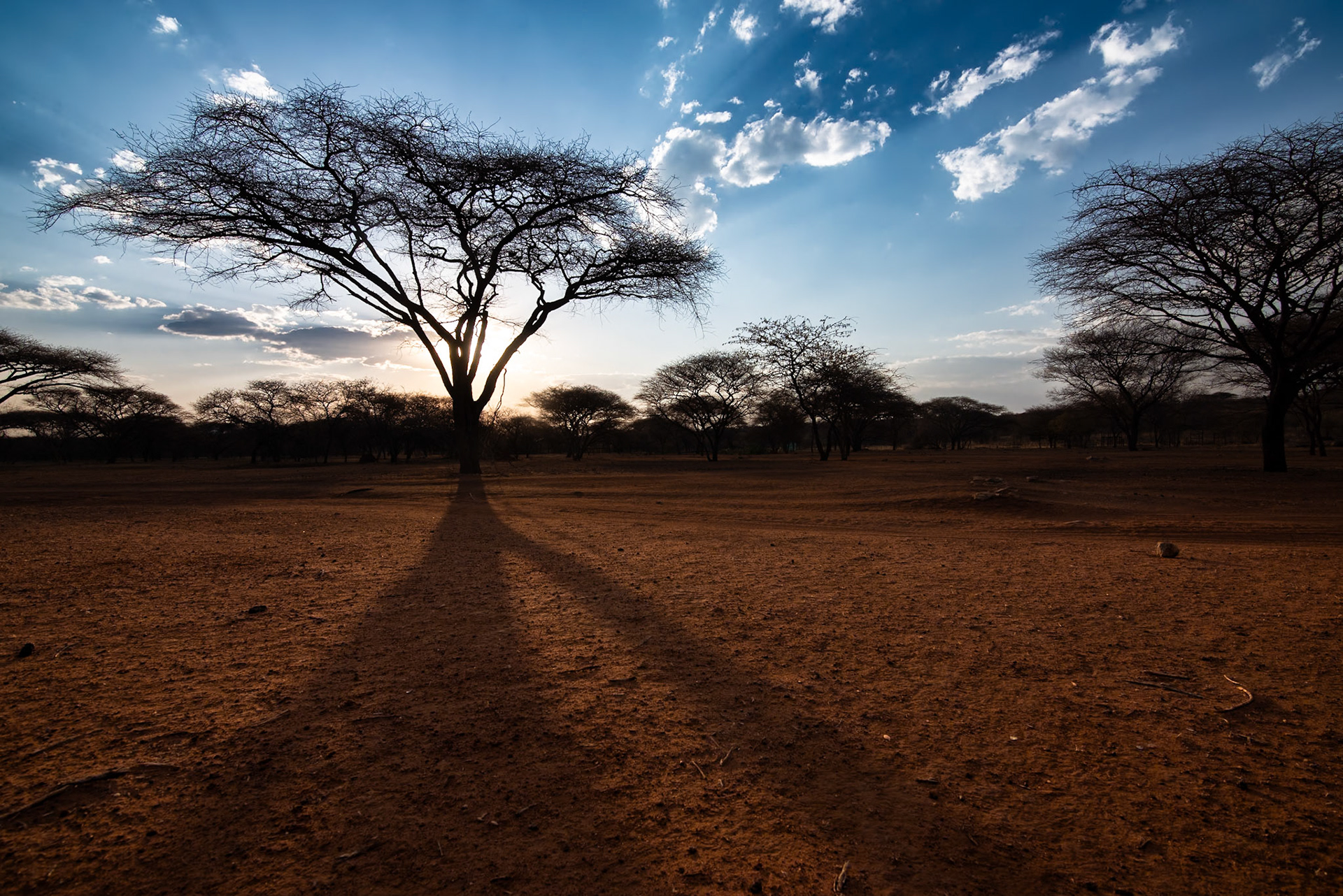 Savane, Namibia 2019