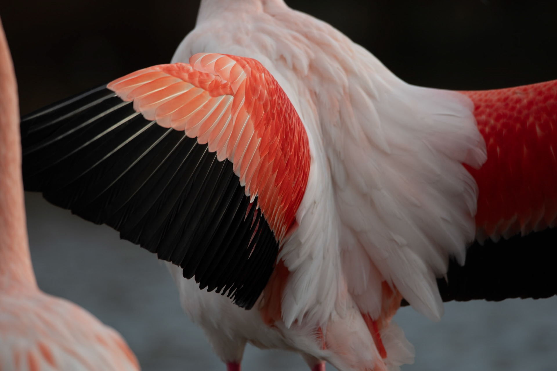Pink Parade 3, Camargue 2025