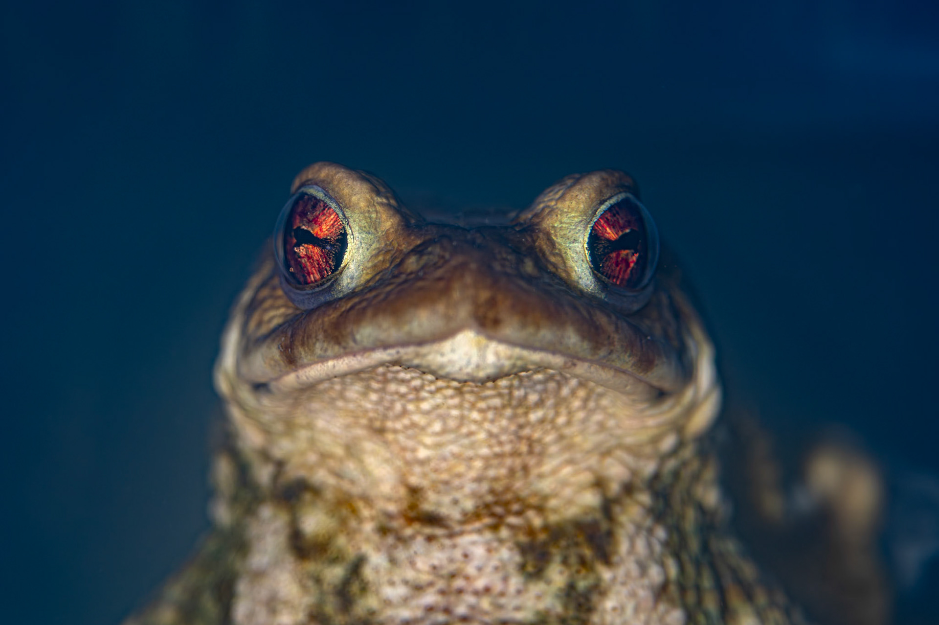 Underwater #1, Pic St Loup 2025