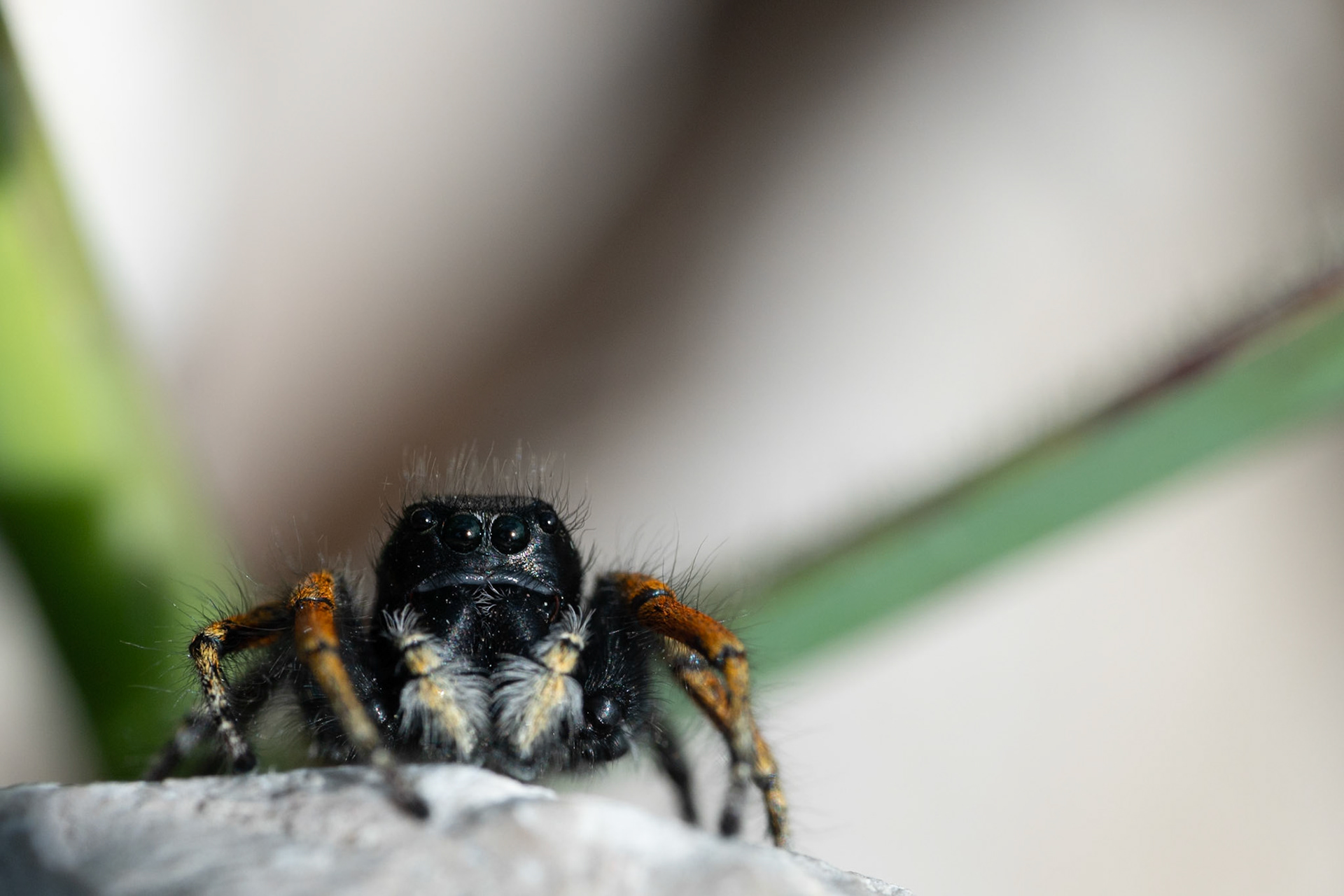 Philaeus chrysops ♂ #3, Prades le Lez 2025