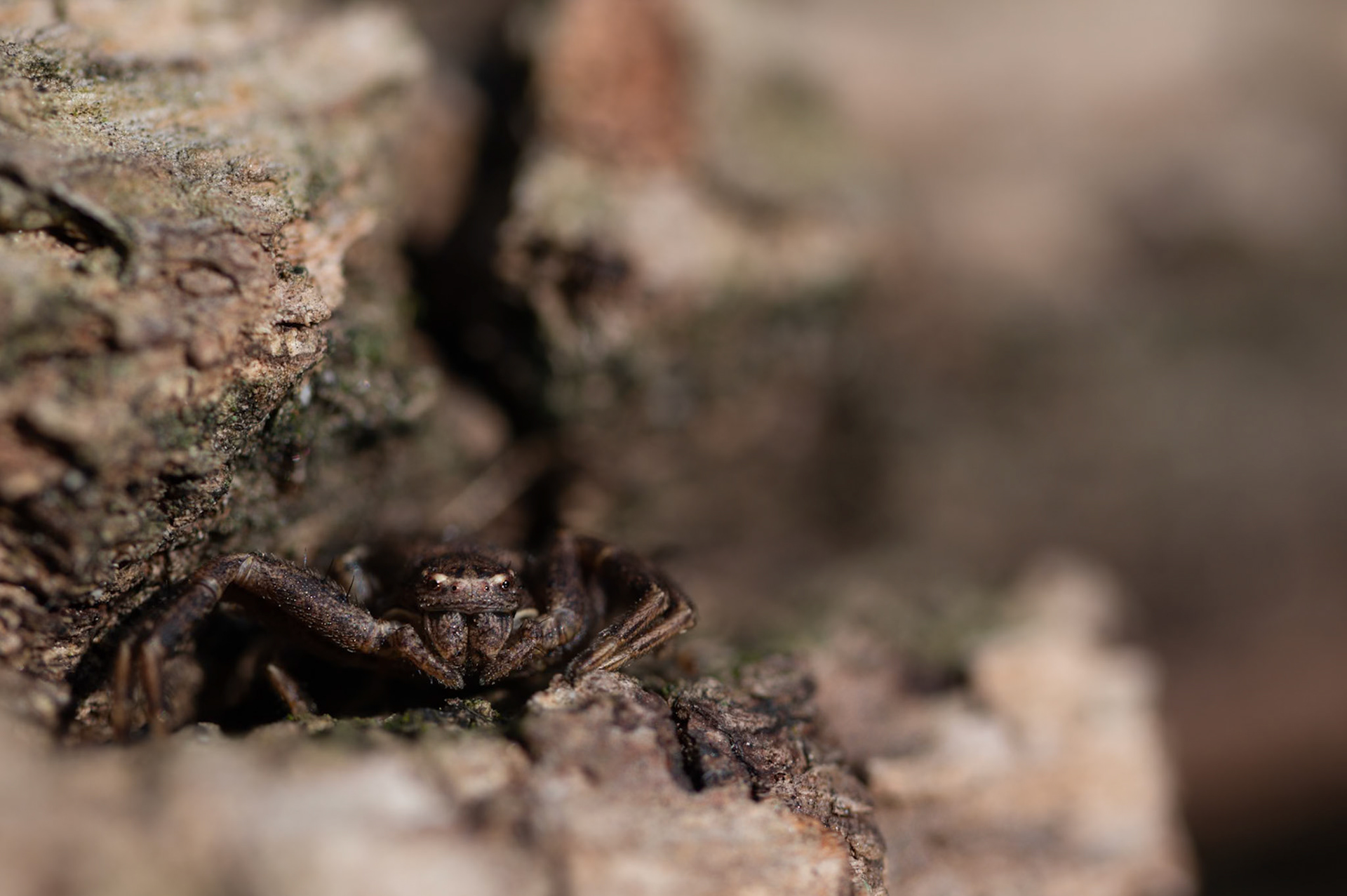 Crab spider, Prades le Lez 2024