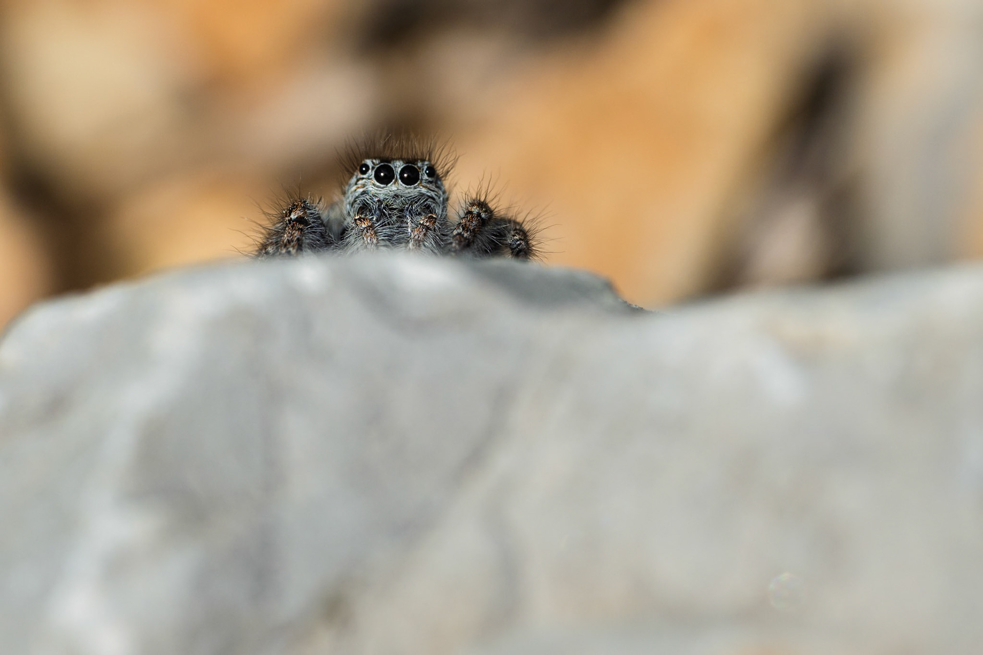 Philaeus chrysops ♀ #1, Prades le Lez 2025