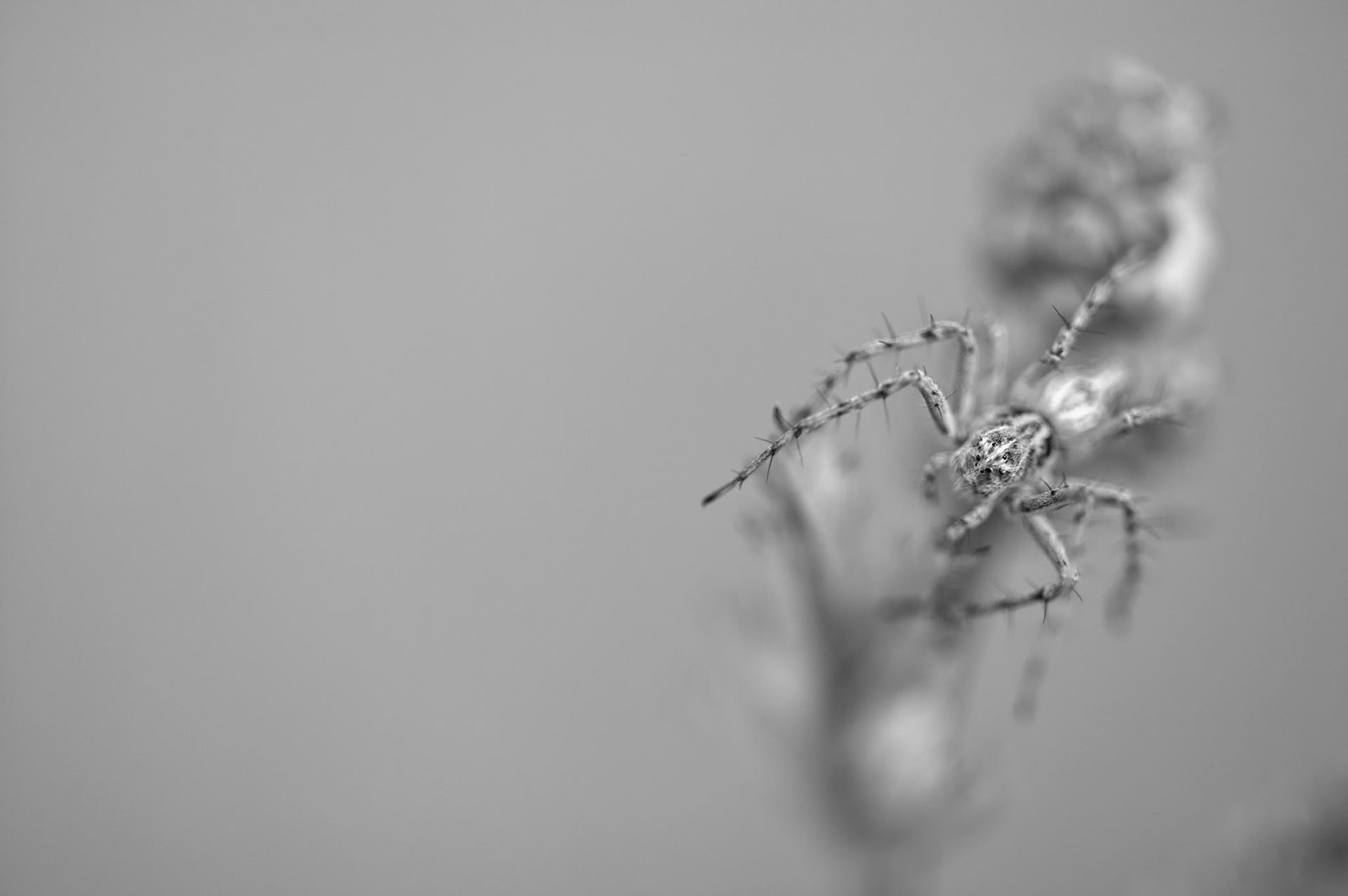 Oxyopes heterophthalmus, Prades le Lez 2025