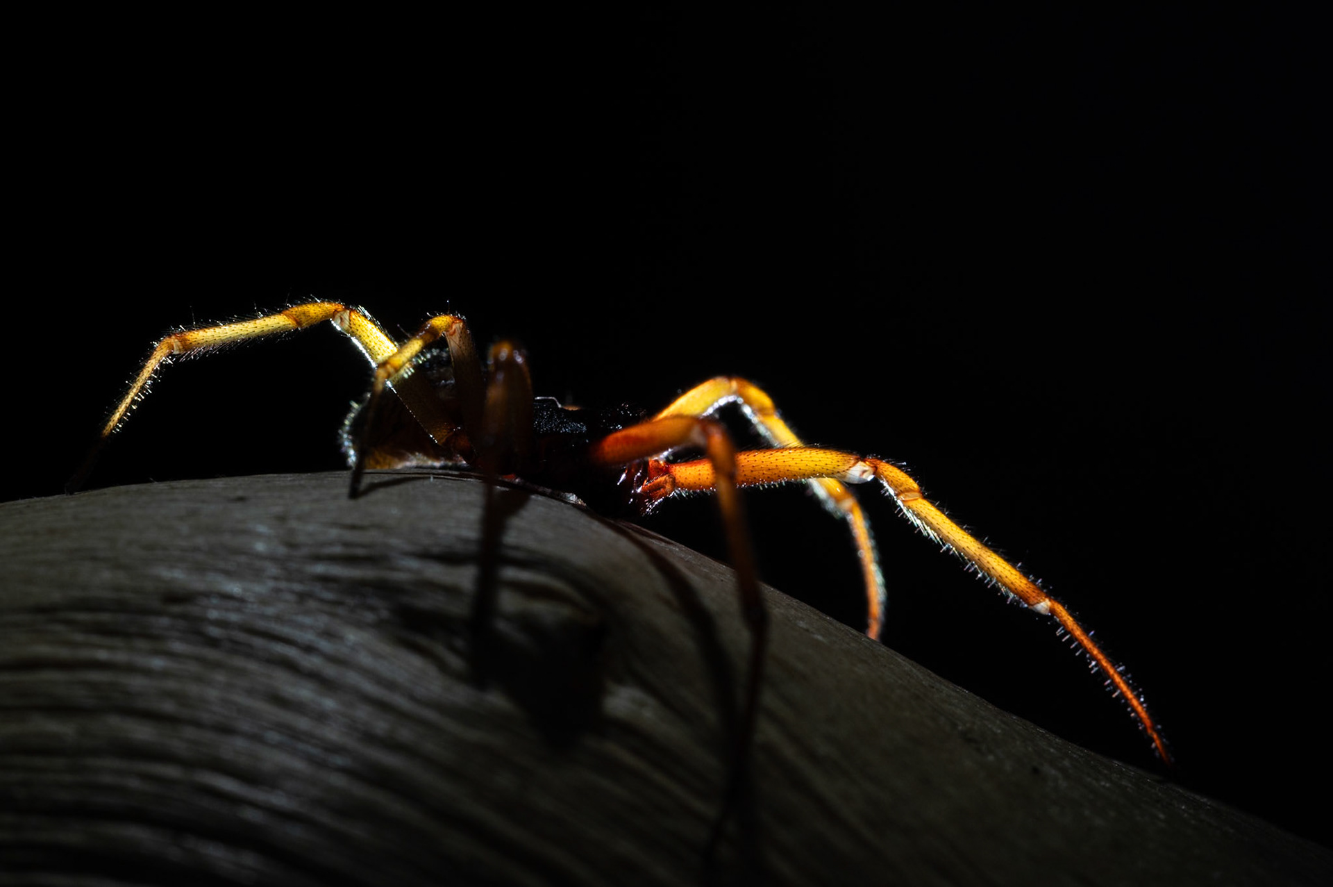 Studio model, Prades le Lez 2024