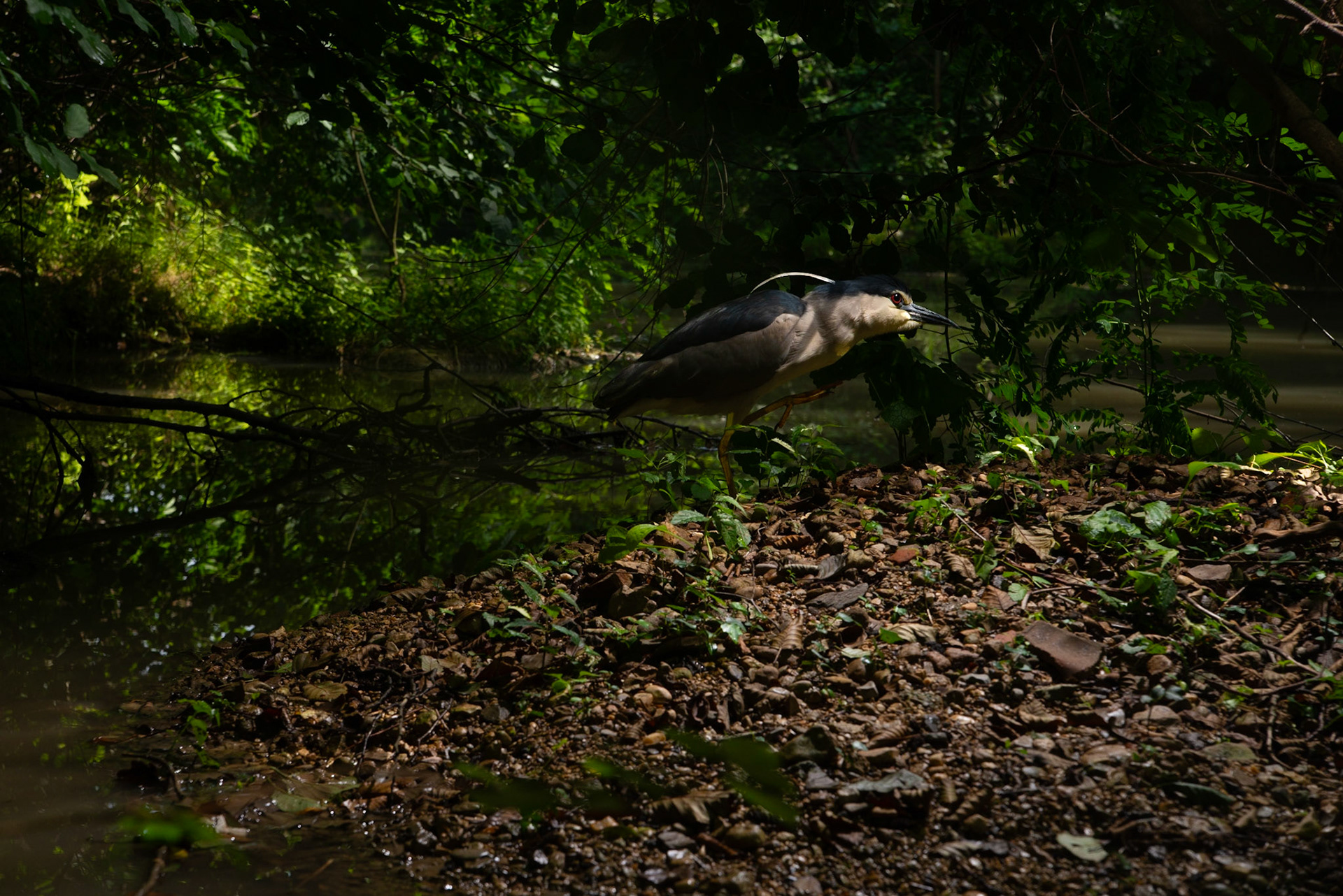 Nycticorax, Montferrier/Lez 2023