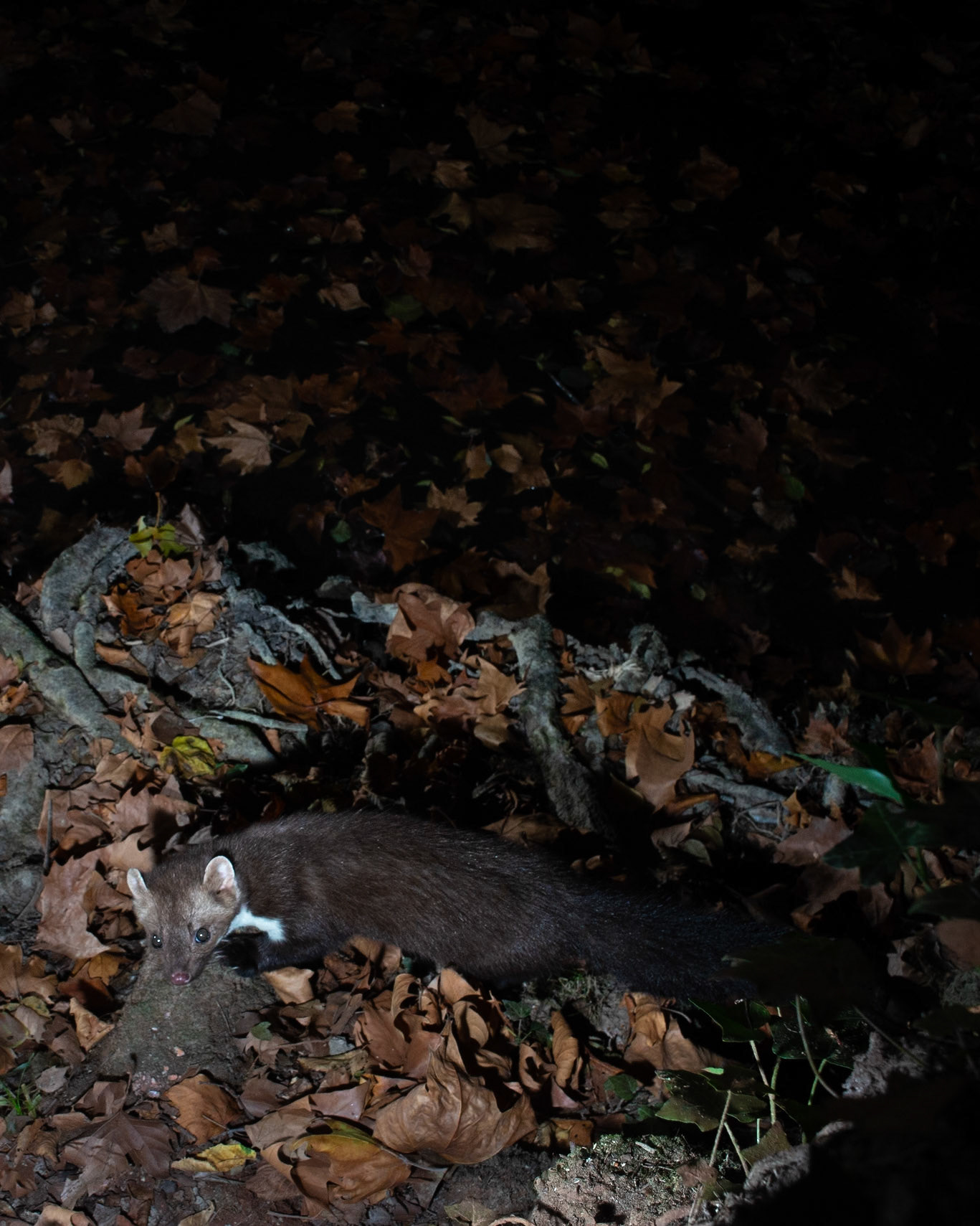 Dans les feuilles mortes, Prades le Lez 2025