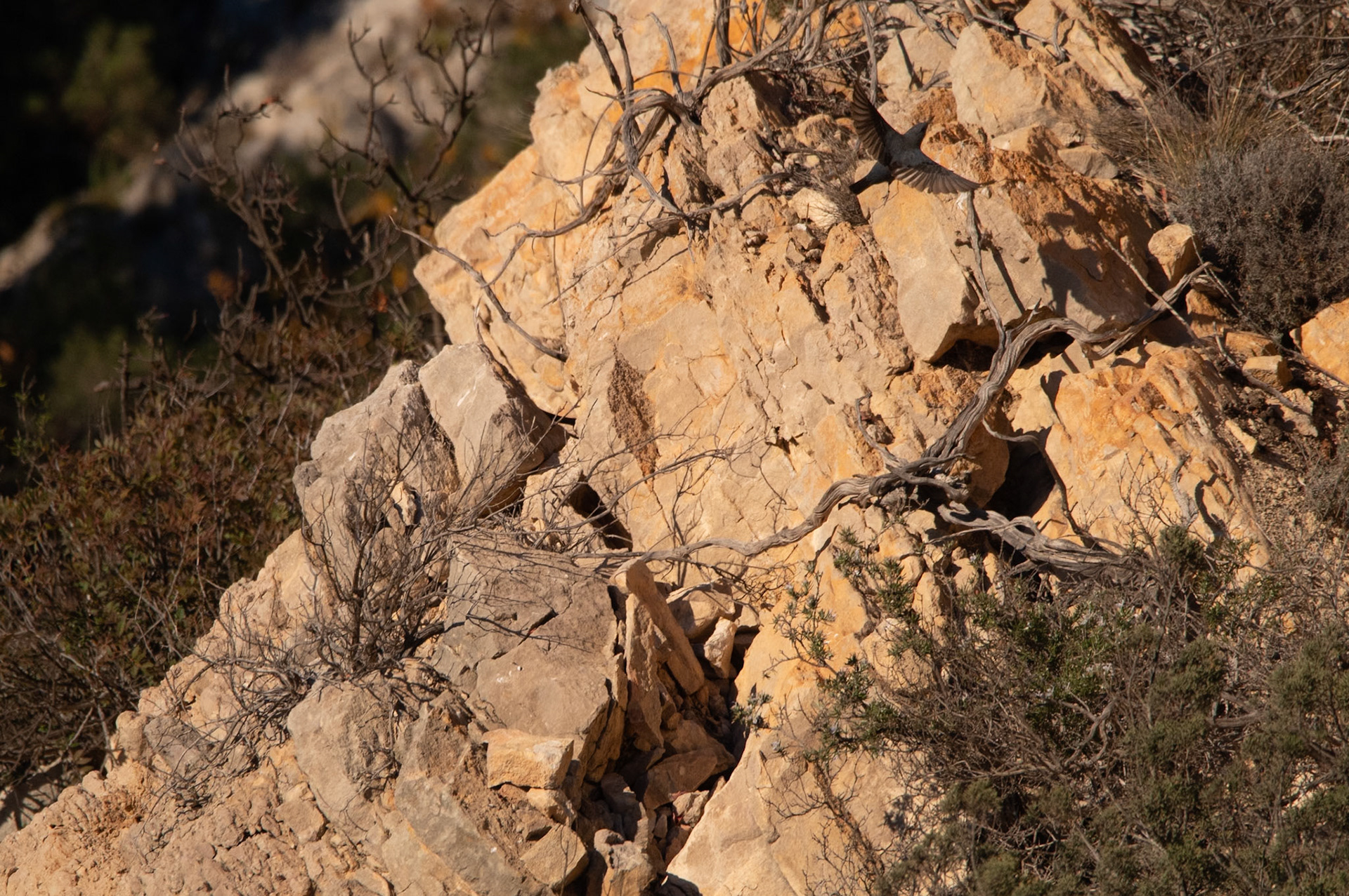 Monticole en vol, l'Hortus 2023