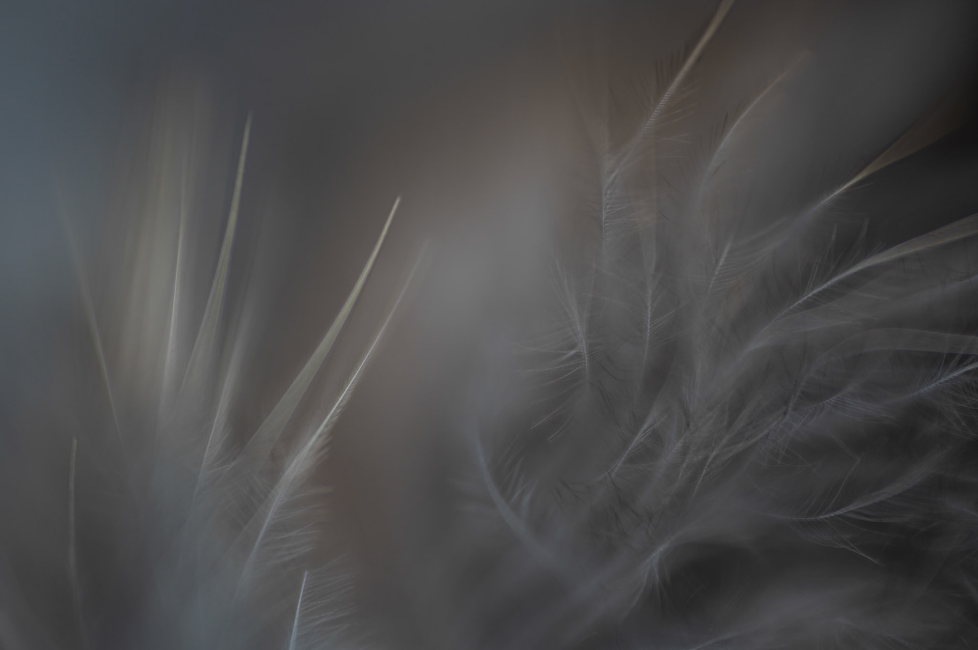 Plume intimité #2, Prades le Lez 2025