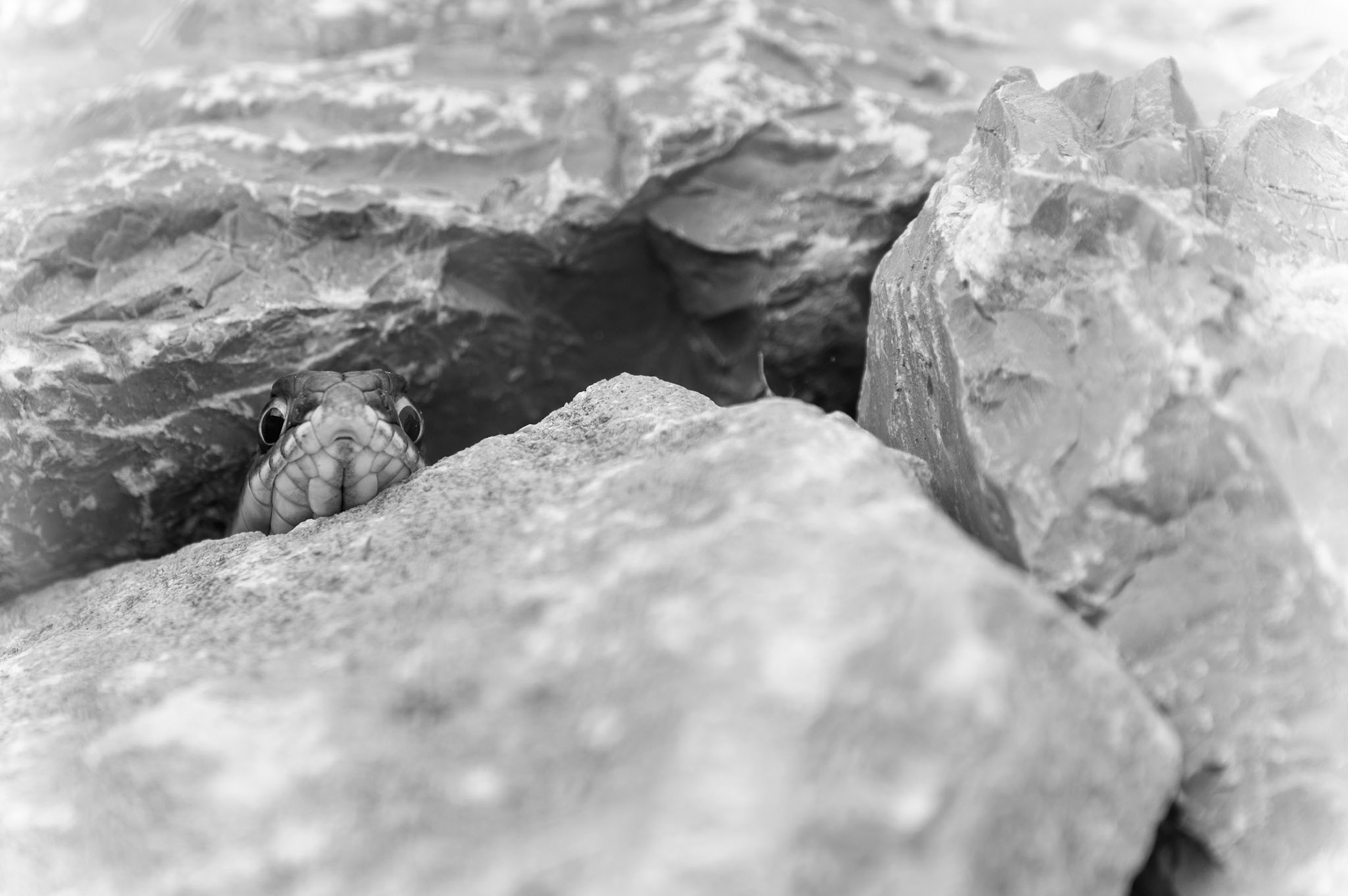 House of Rock #4, Prades le Lez 2025