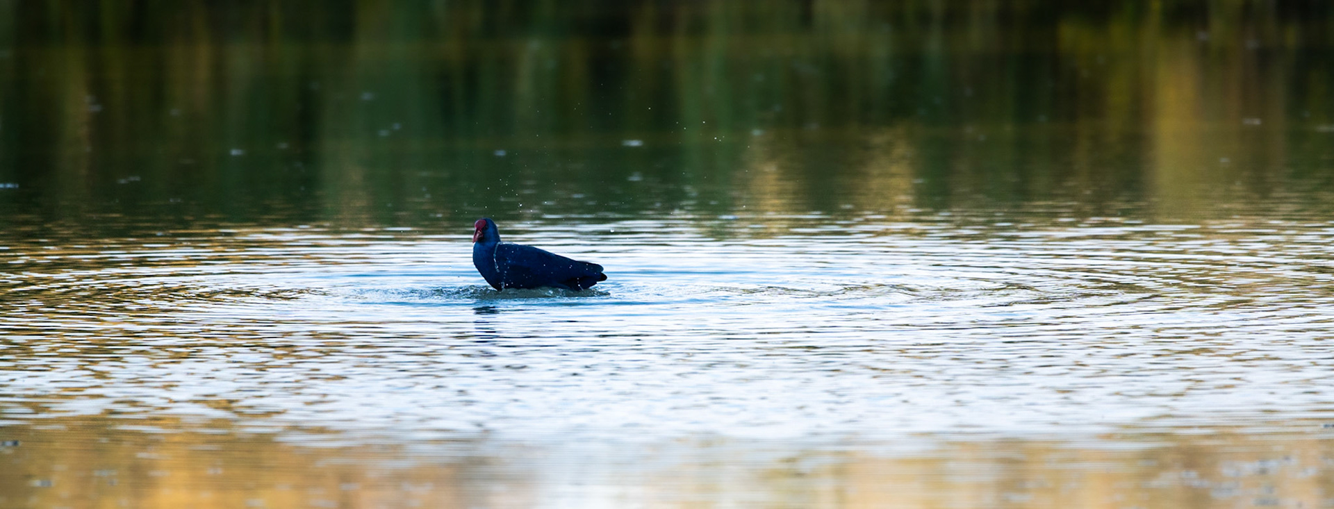 Au bain, Camargue 2023